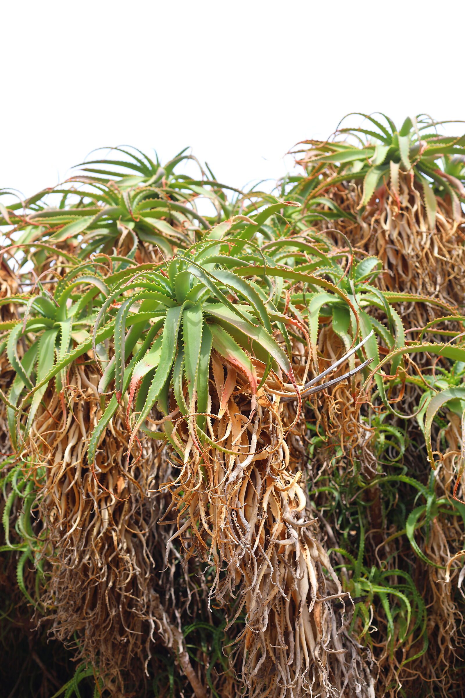 Aloe - Posada (nu) 19-09-2023