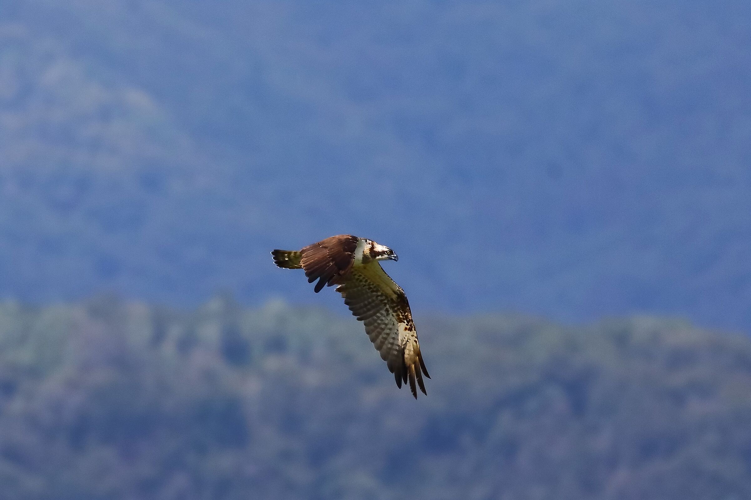 Falco pescatore 01-09-2023 - 370