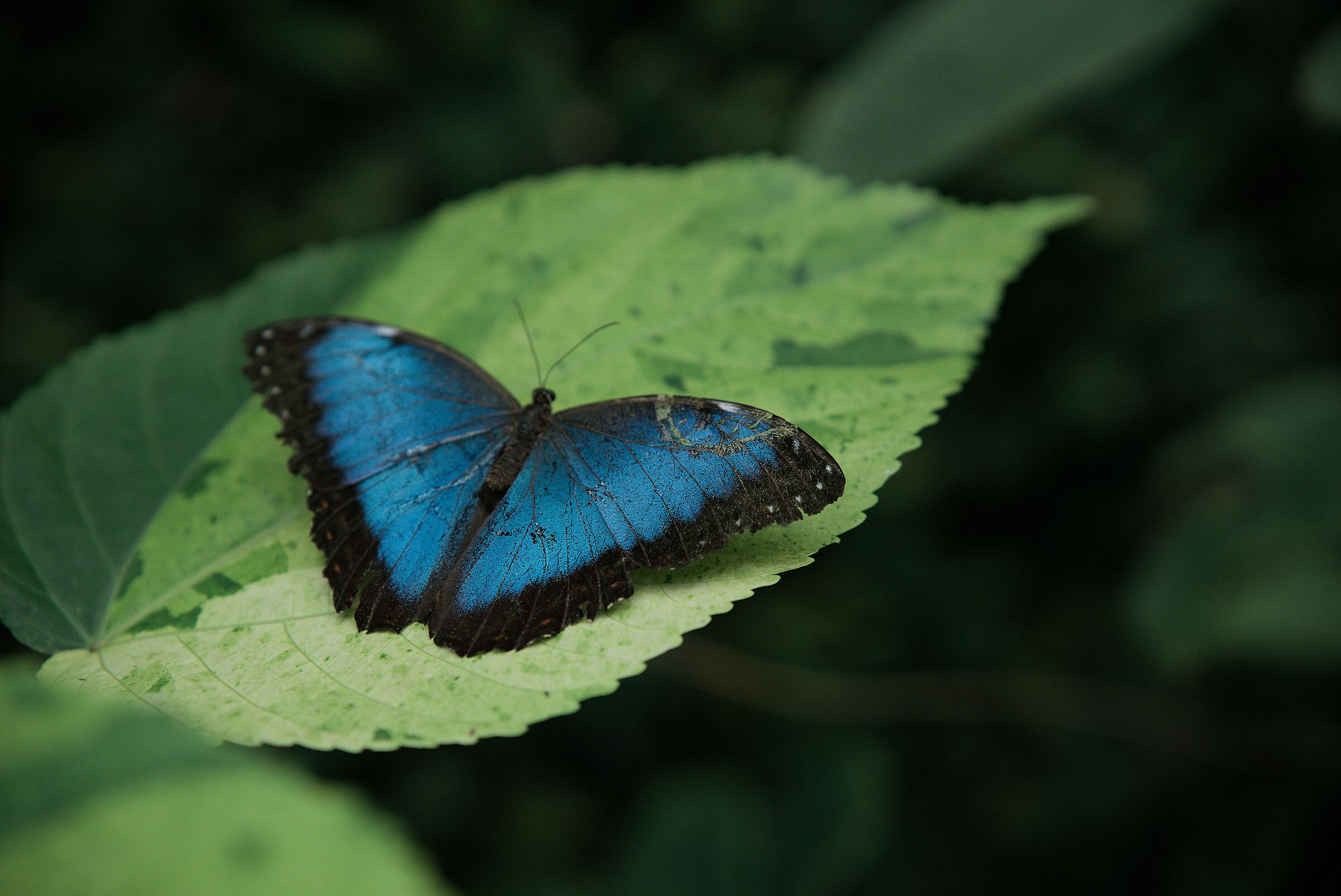 Mariposario del drago