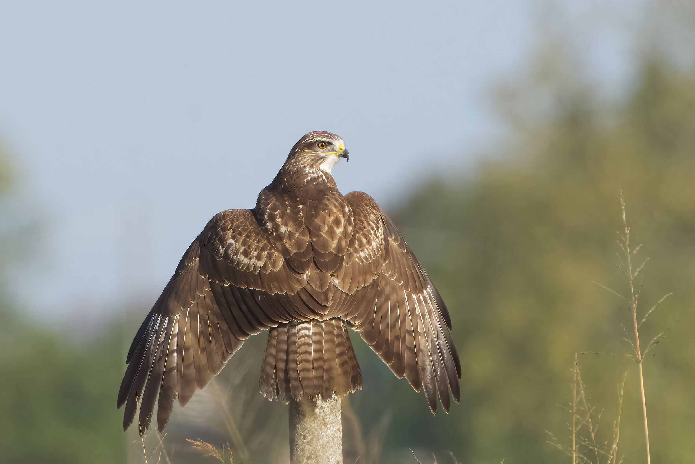 Poiana (Buteo buteo)