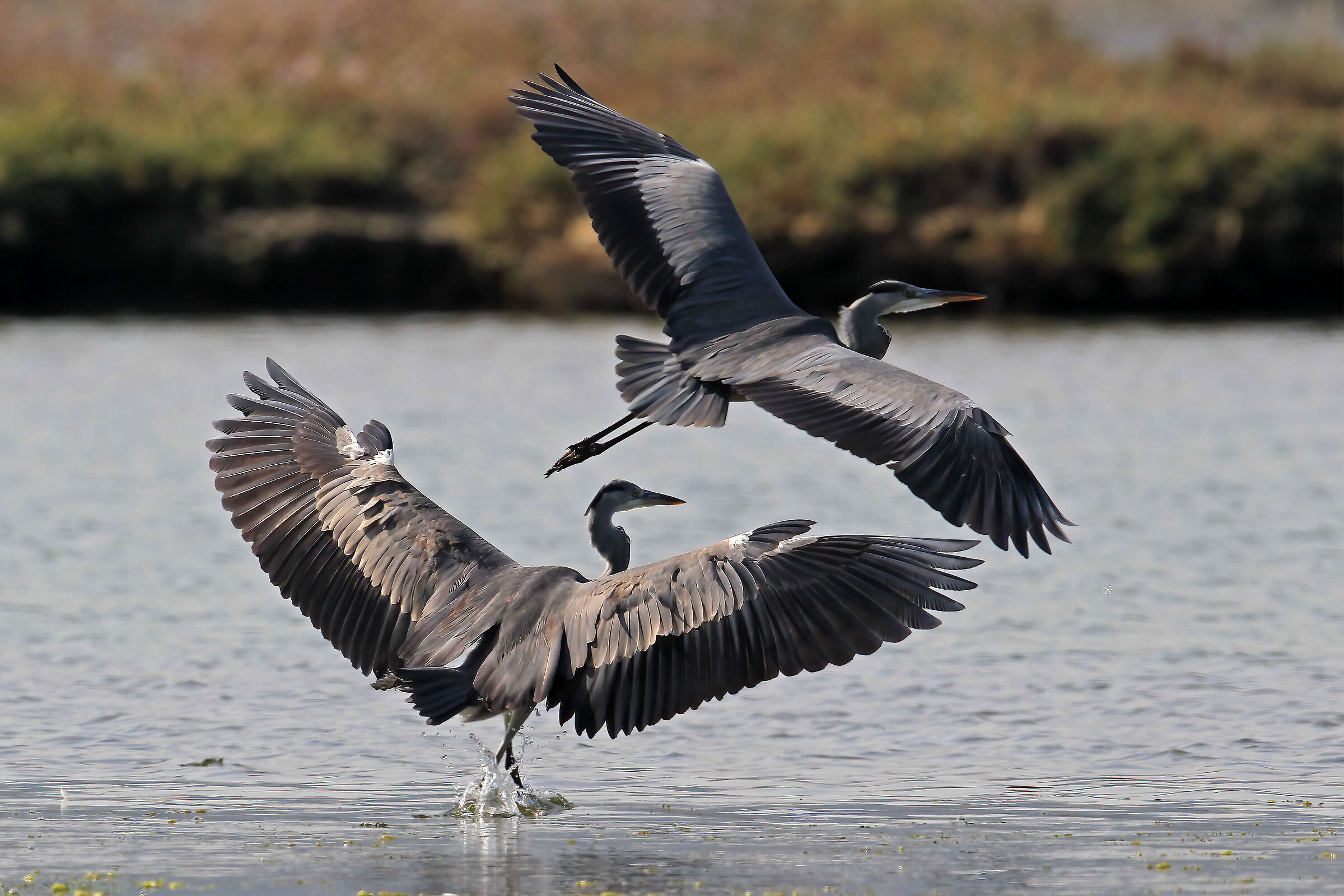 Ardeidae
