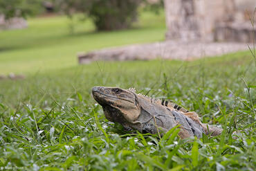 Ctenosaura similis
