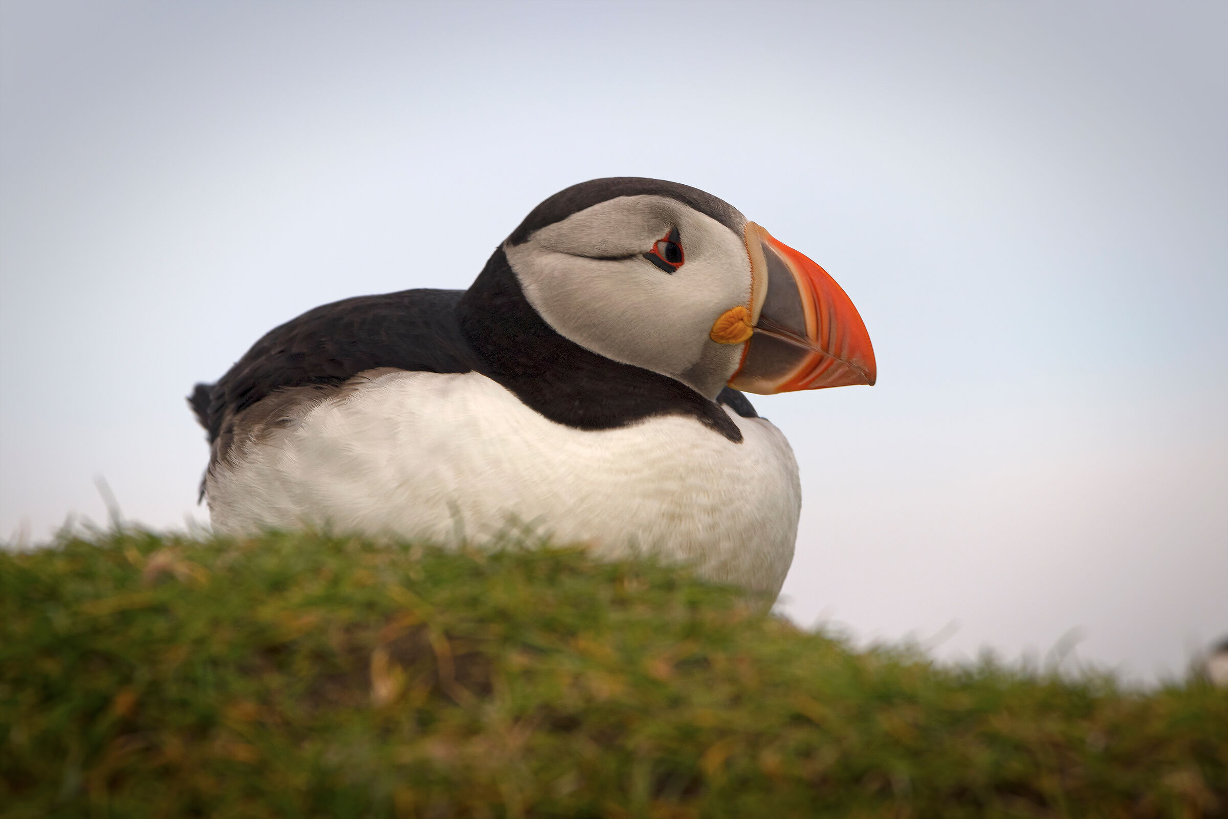 Puffin portrait