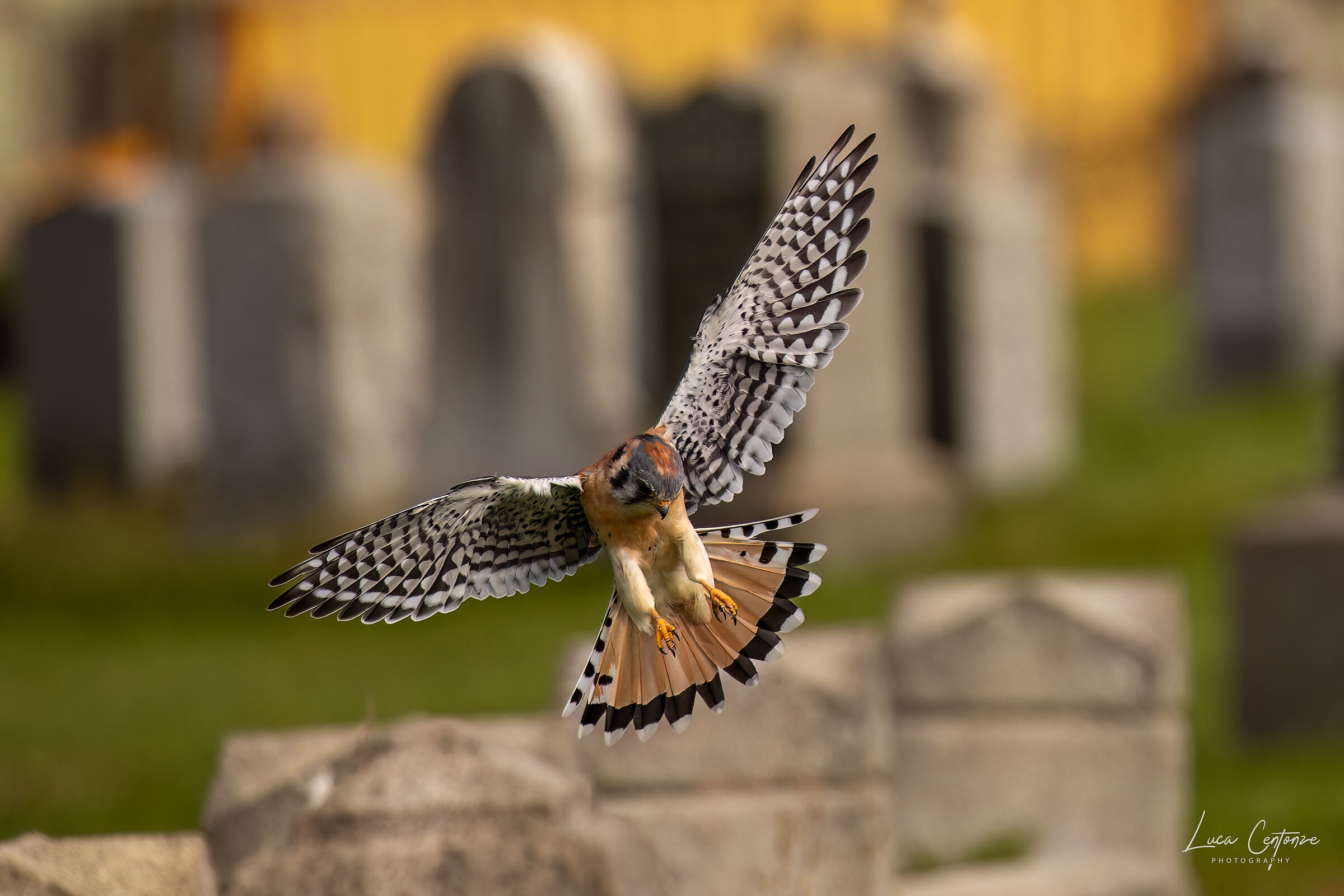 American Kestrel (Falco sparverius) Gheppio Americano
