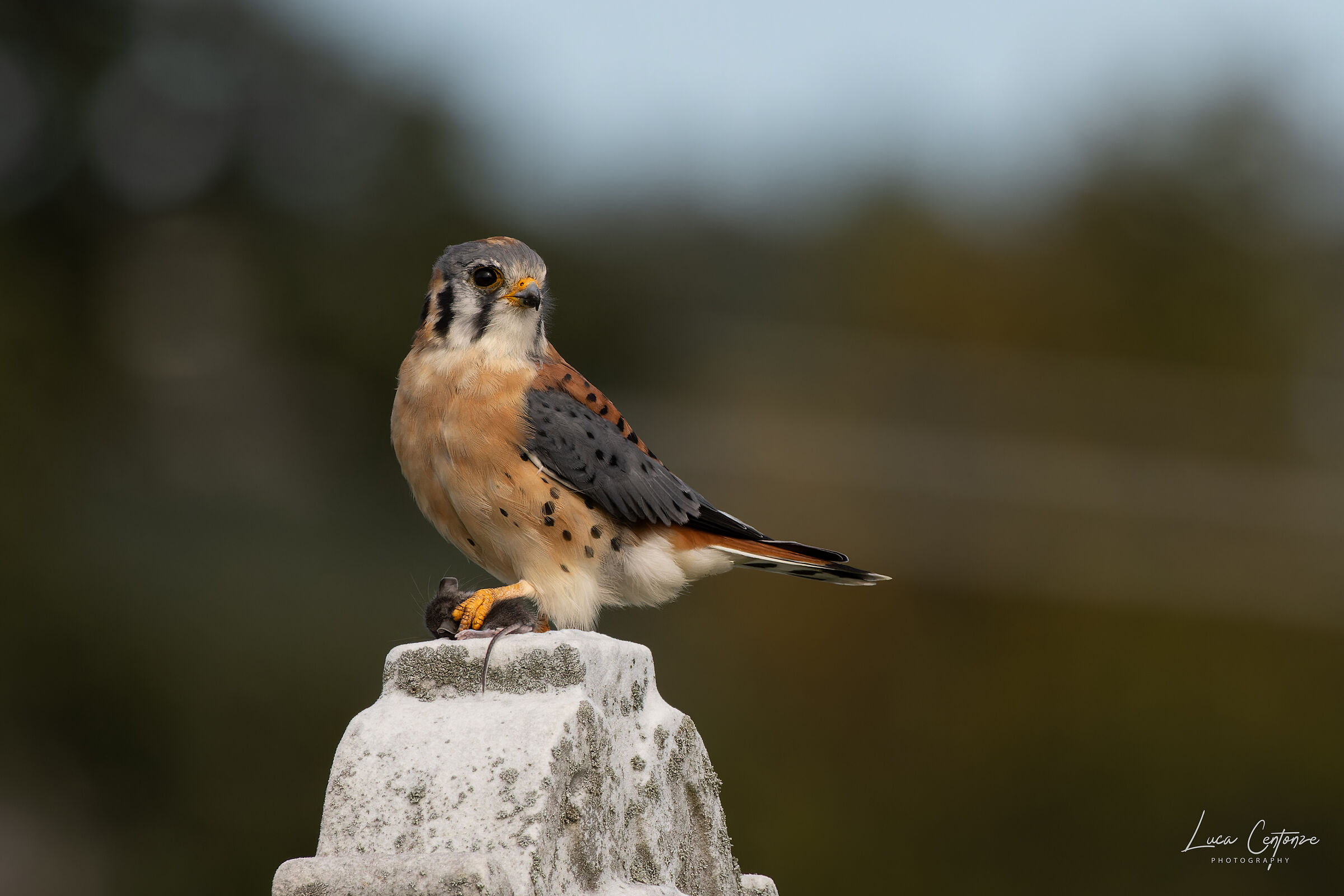American Kestrel (Falco sparverius) Gheppio Americano