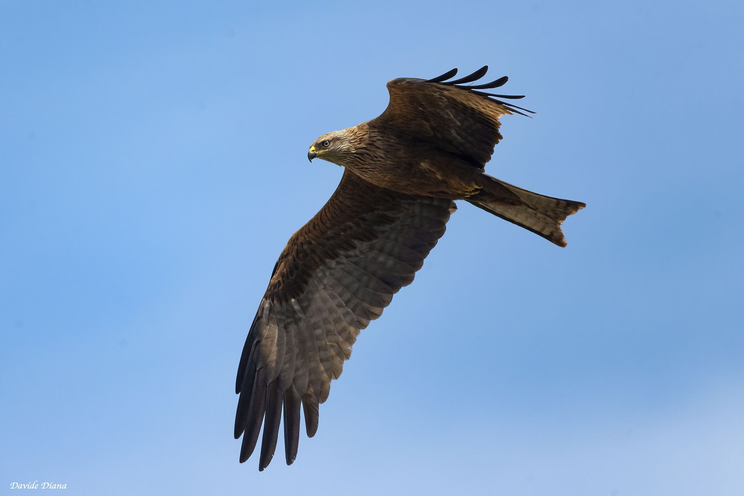 Black kite