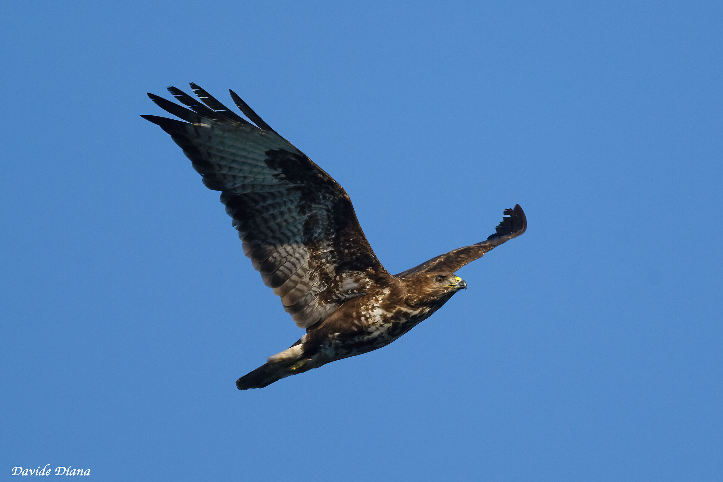 Buzzard