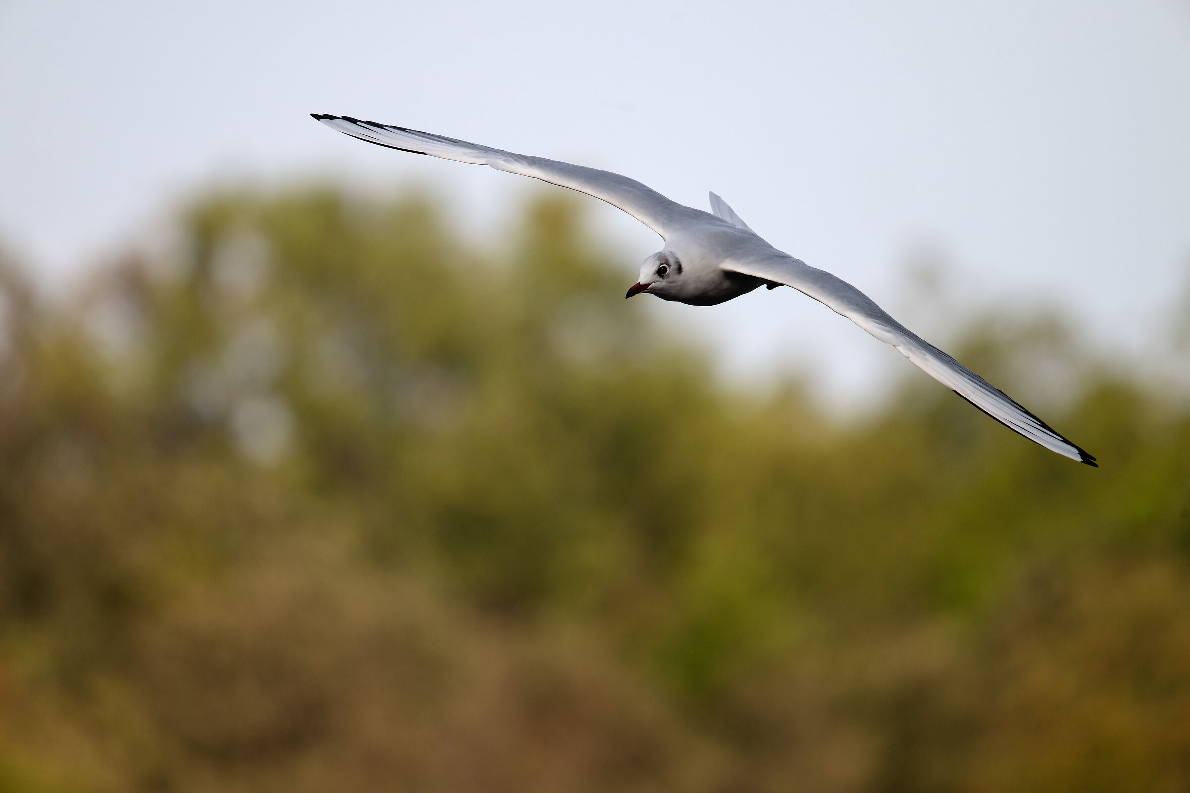 The pleasure of flying free