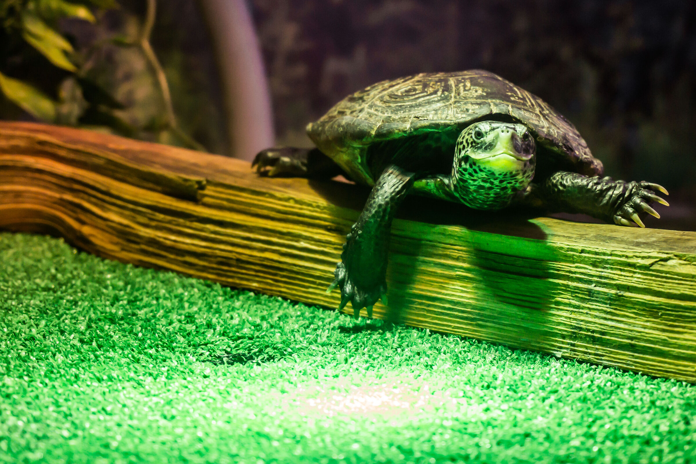 2018, Testuggine (in teca)