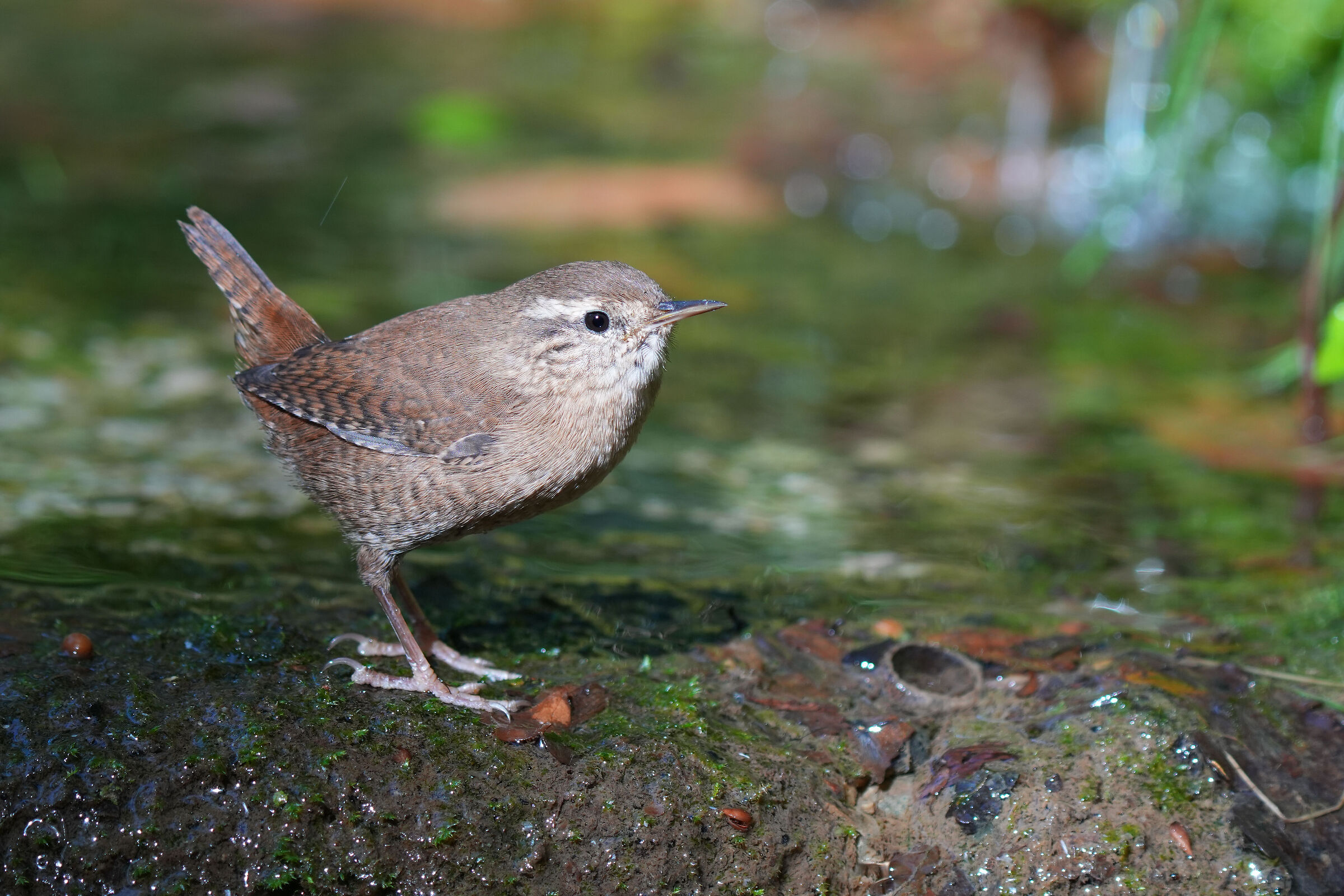 Wren