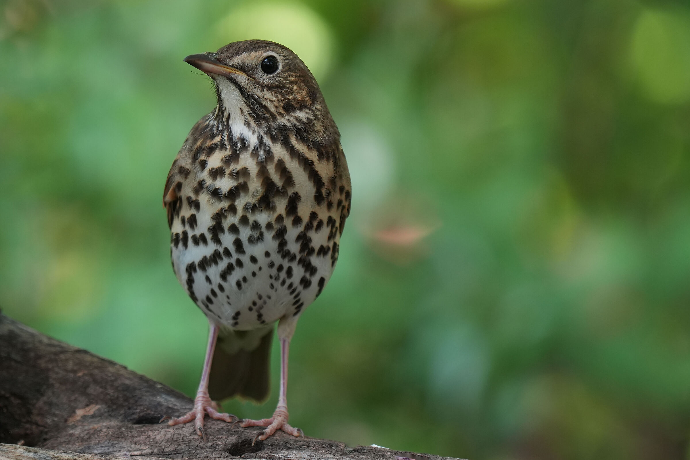 Thrush