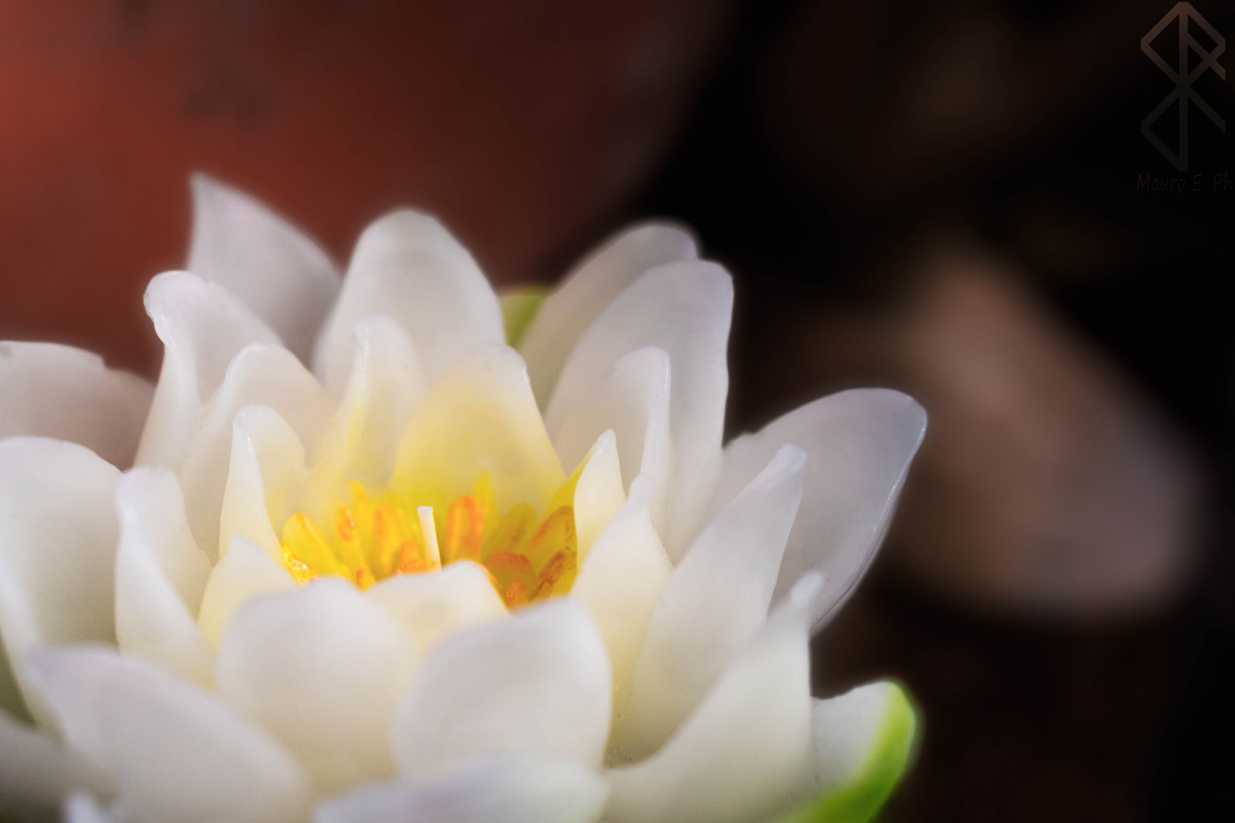 2019, Un fiore profumato ;)