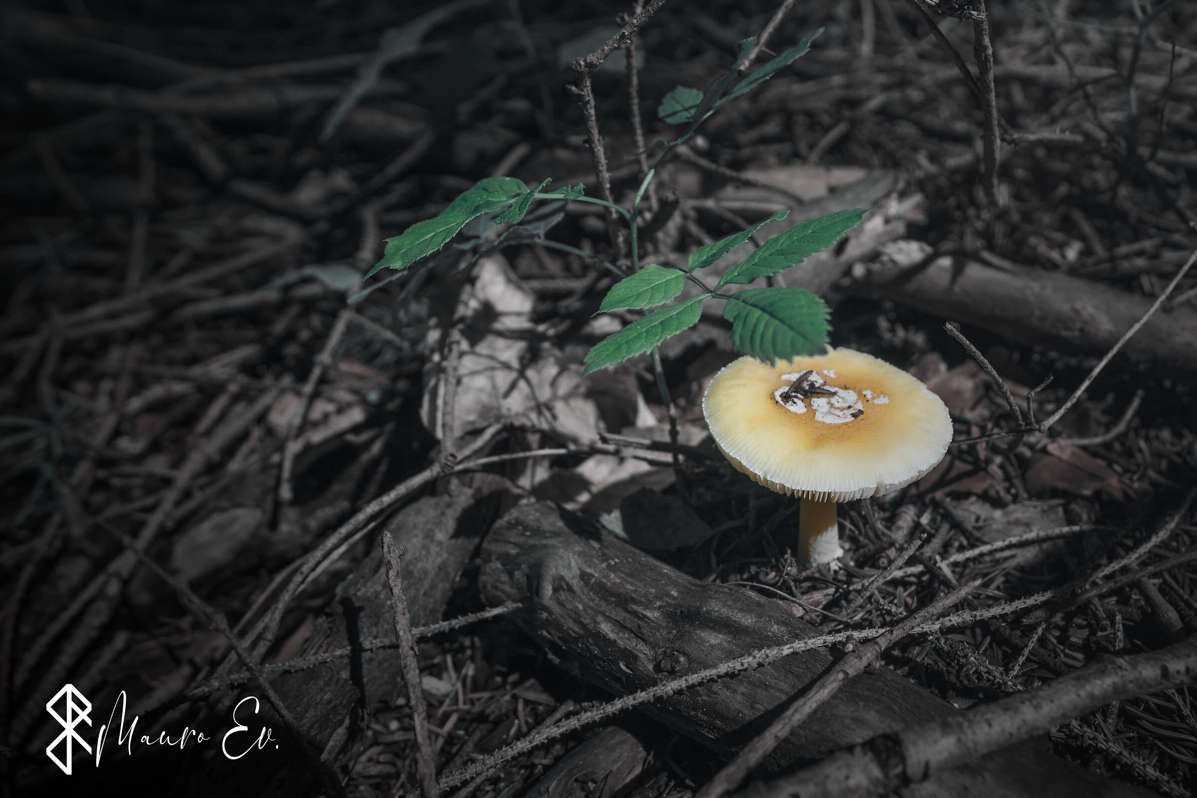 2020, Fungo in risalto