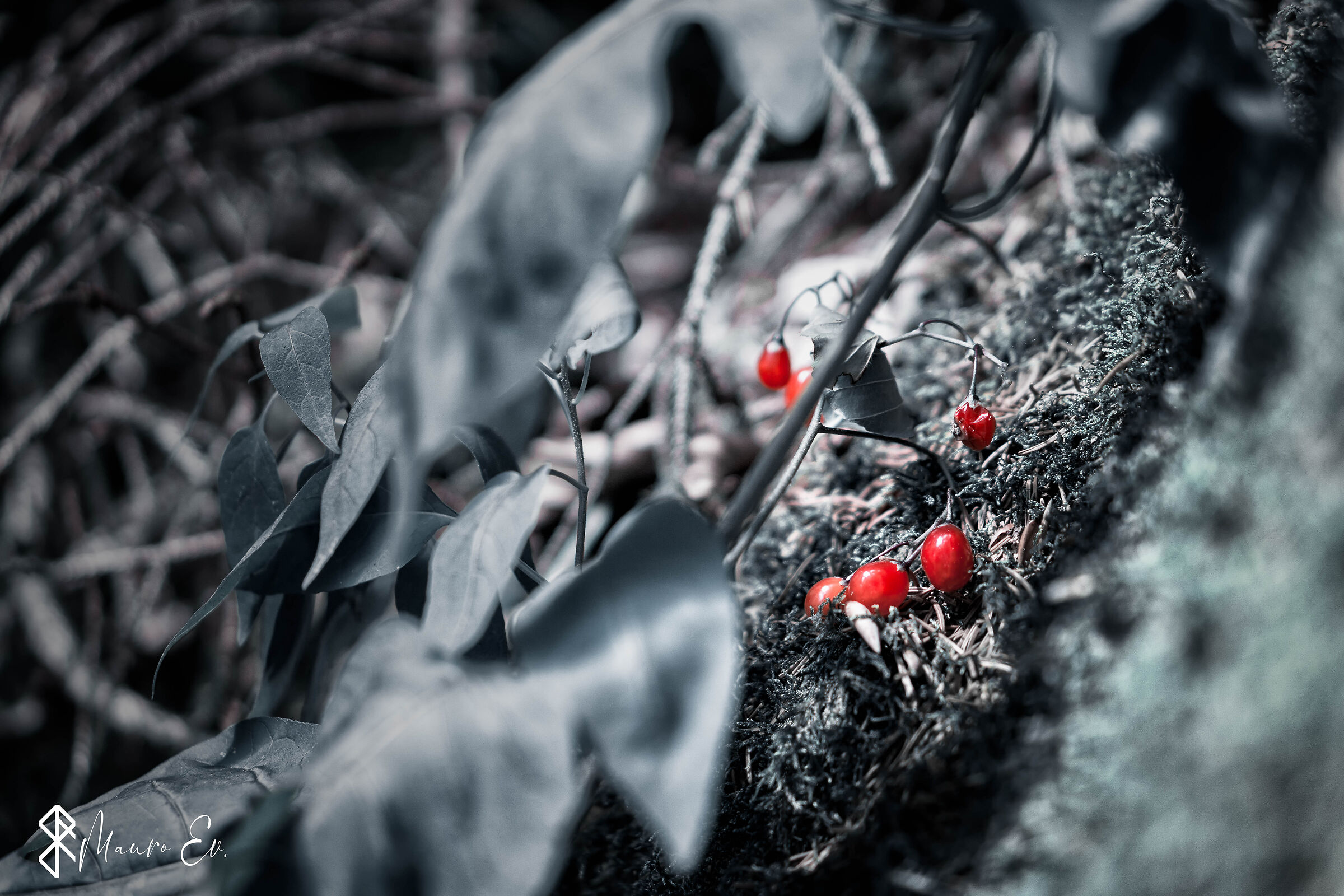 2020, Messere vuole una bacca ?