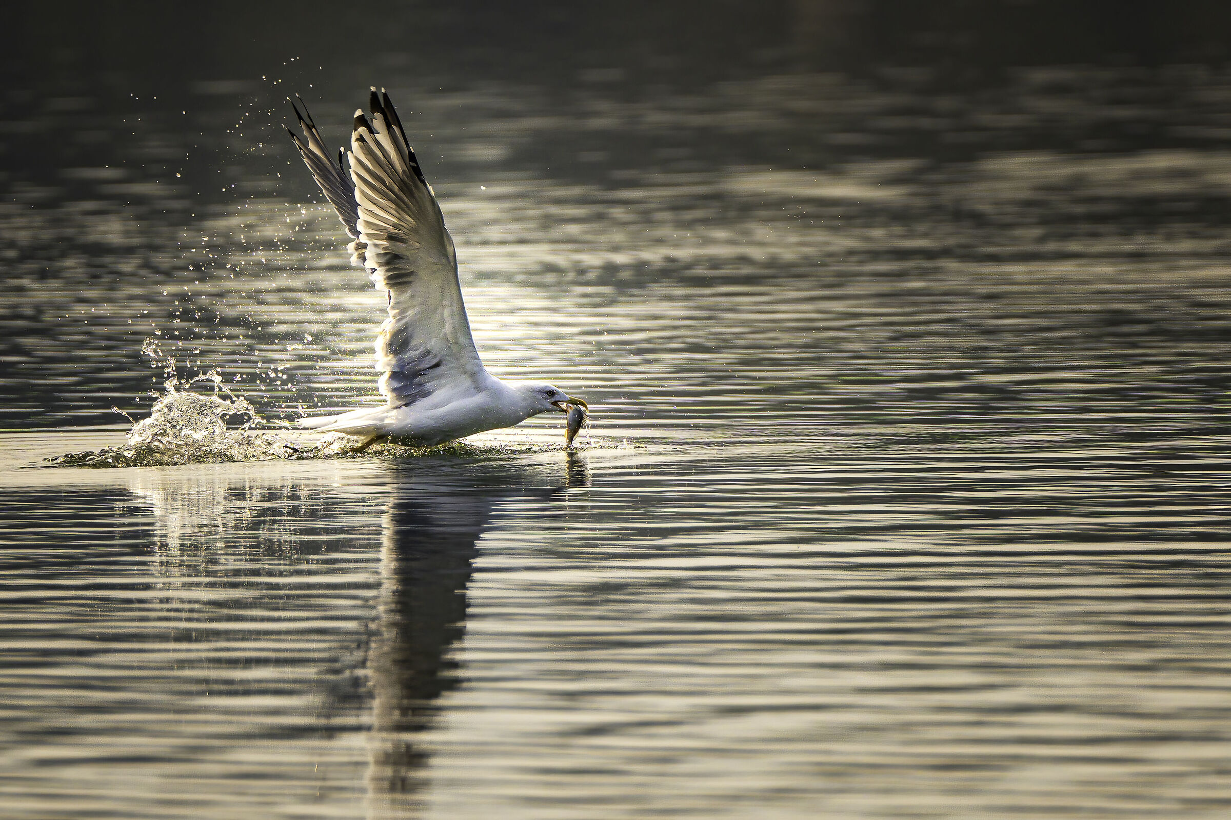 Il gabbiano e la sua preda