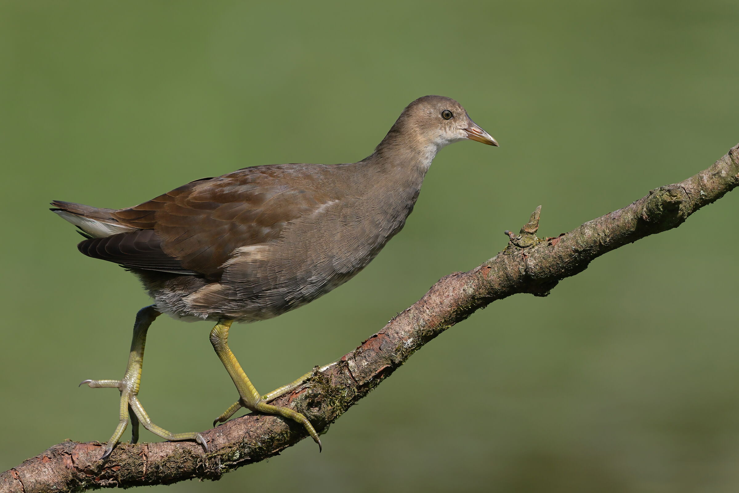 Young moorhen