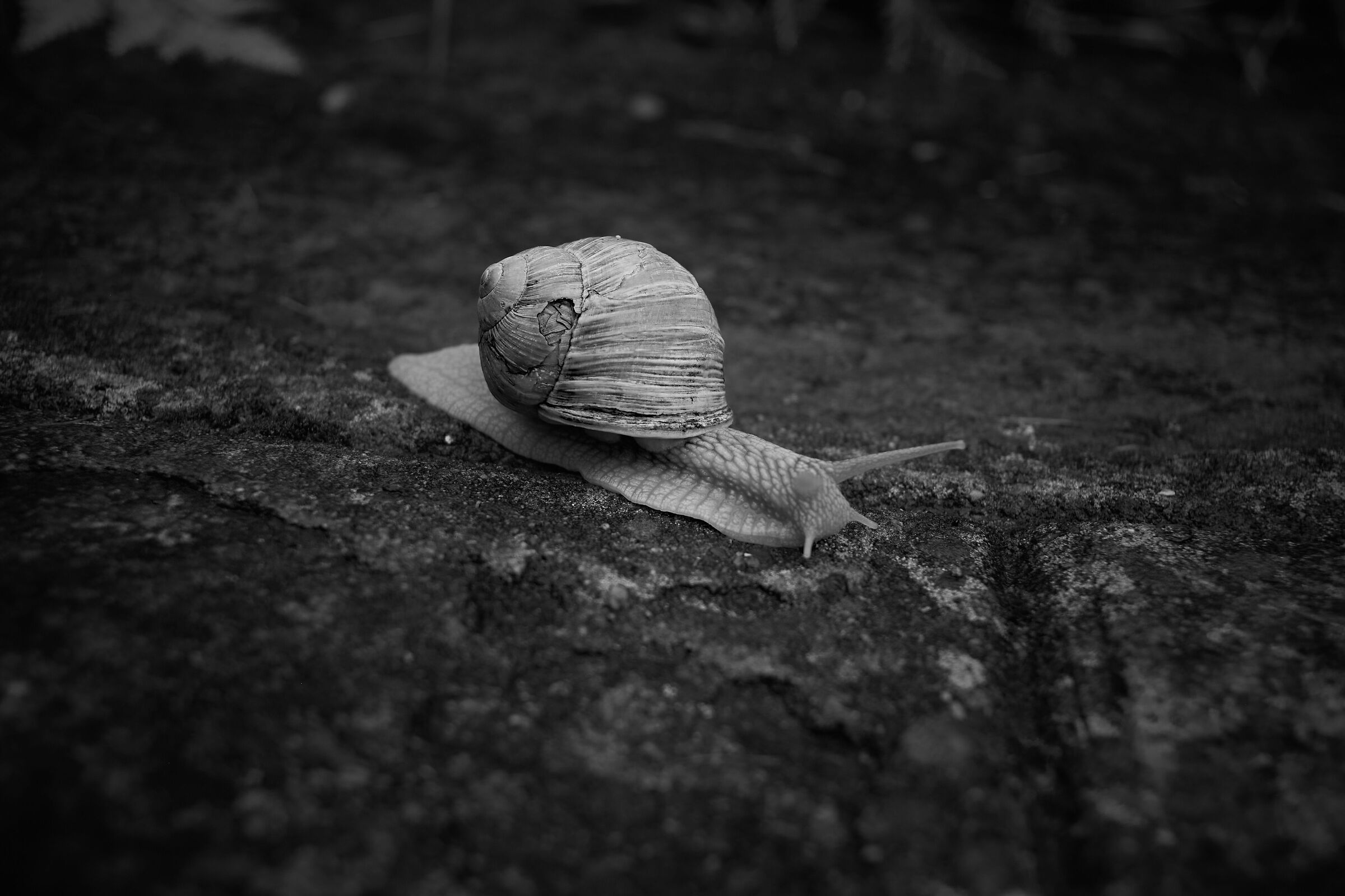 Mountain snail
