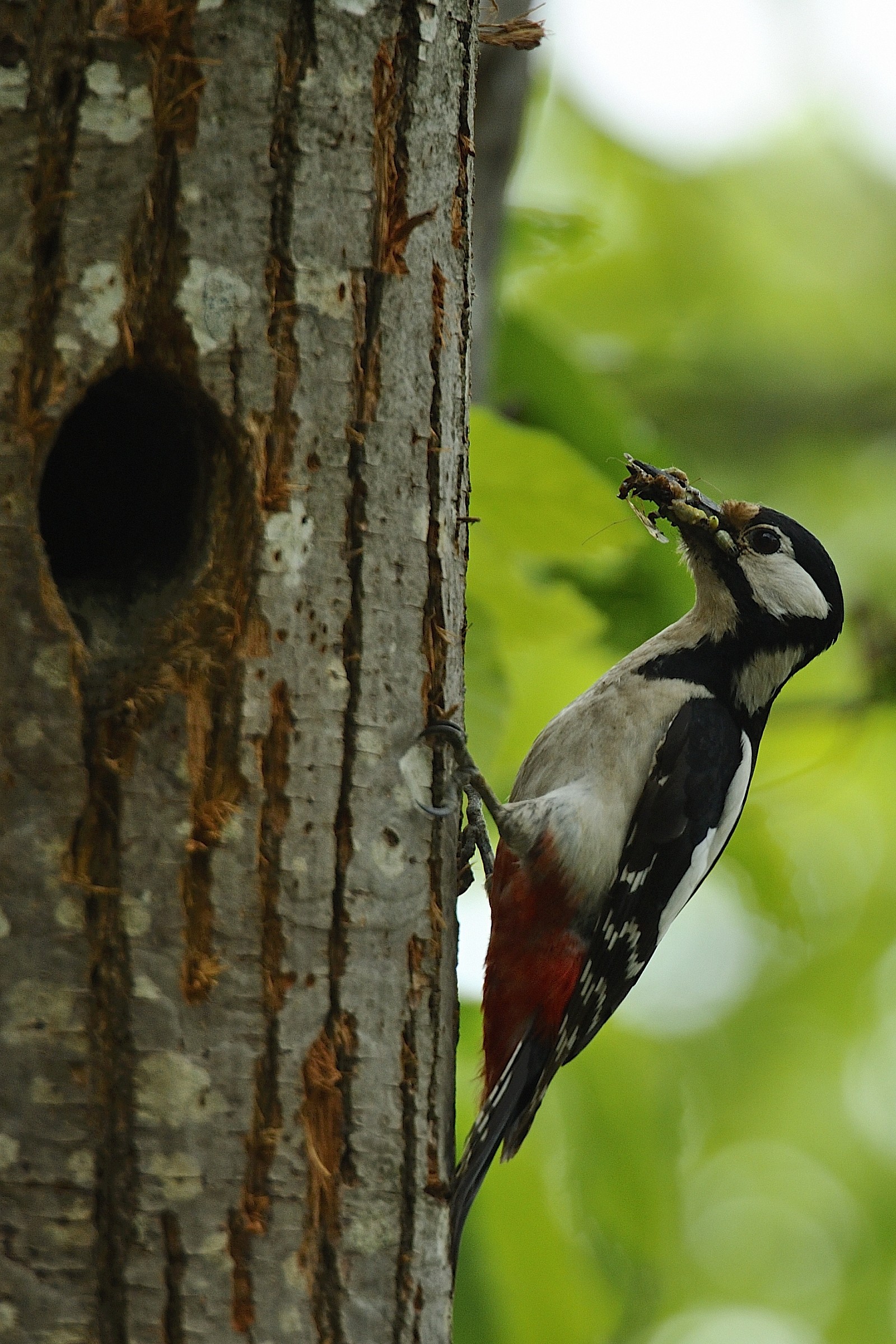 Great Spotted Woodpecker