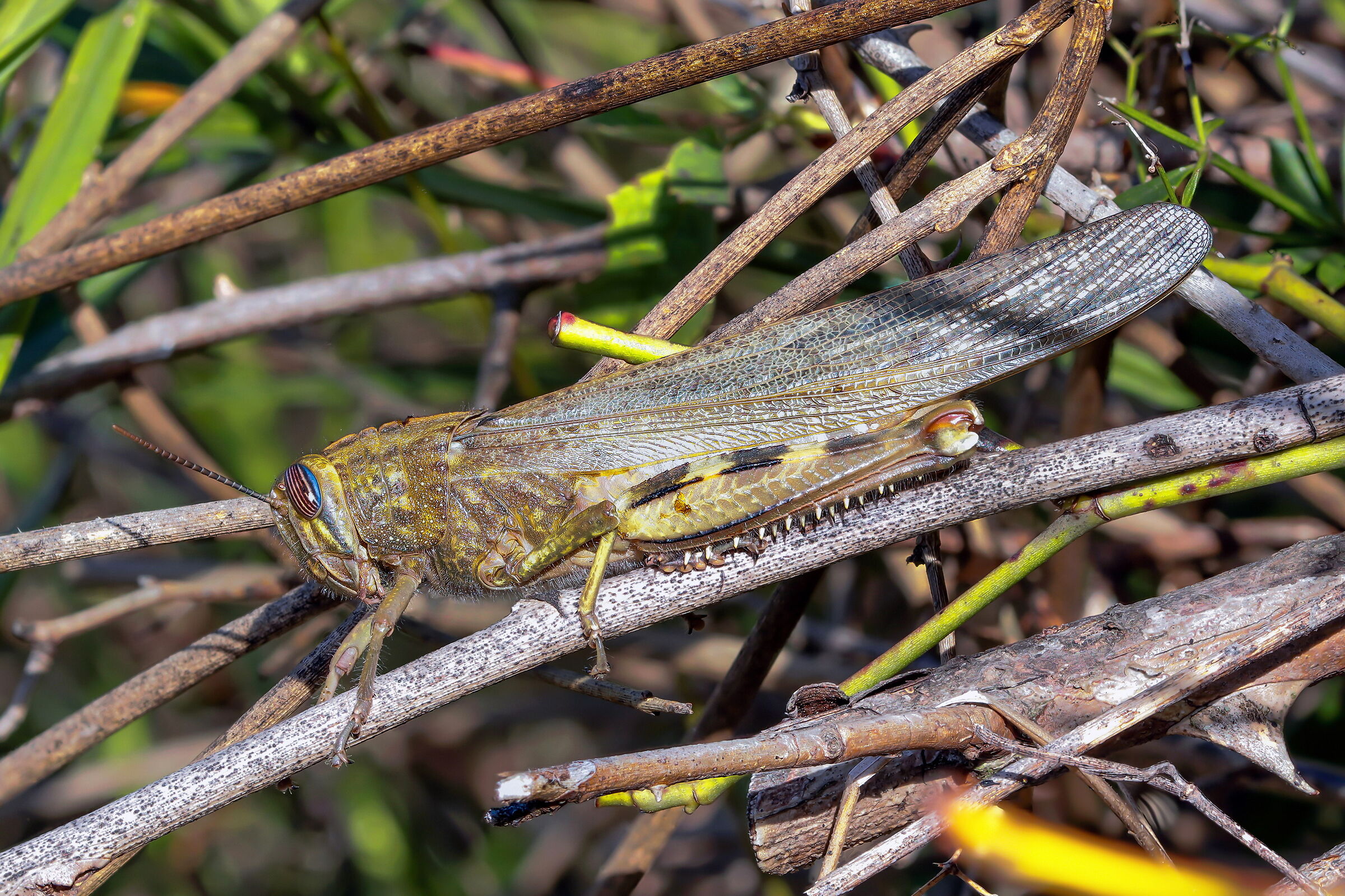 Anacridium aegyptium (Egyptian locust)