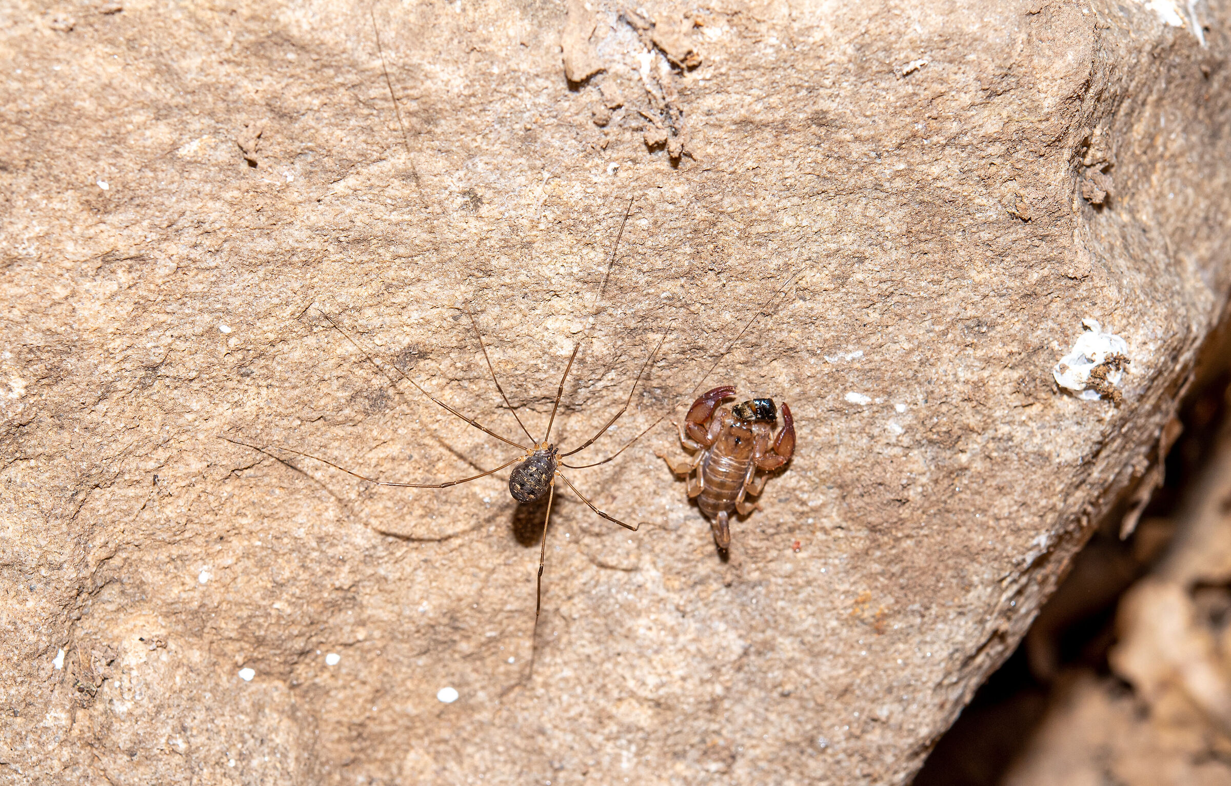 Opilione with Euscorpius sicanus