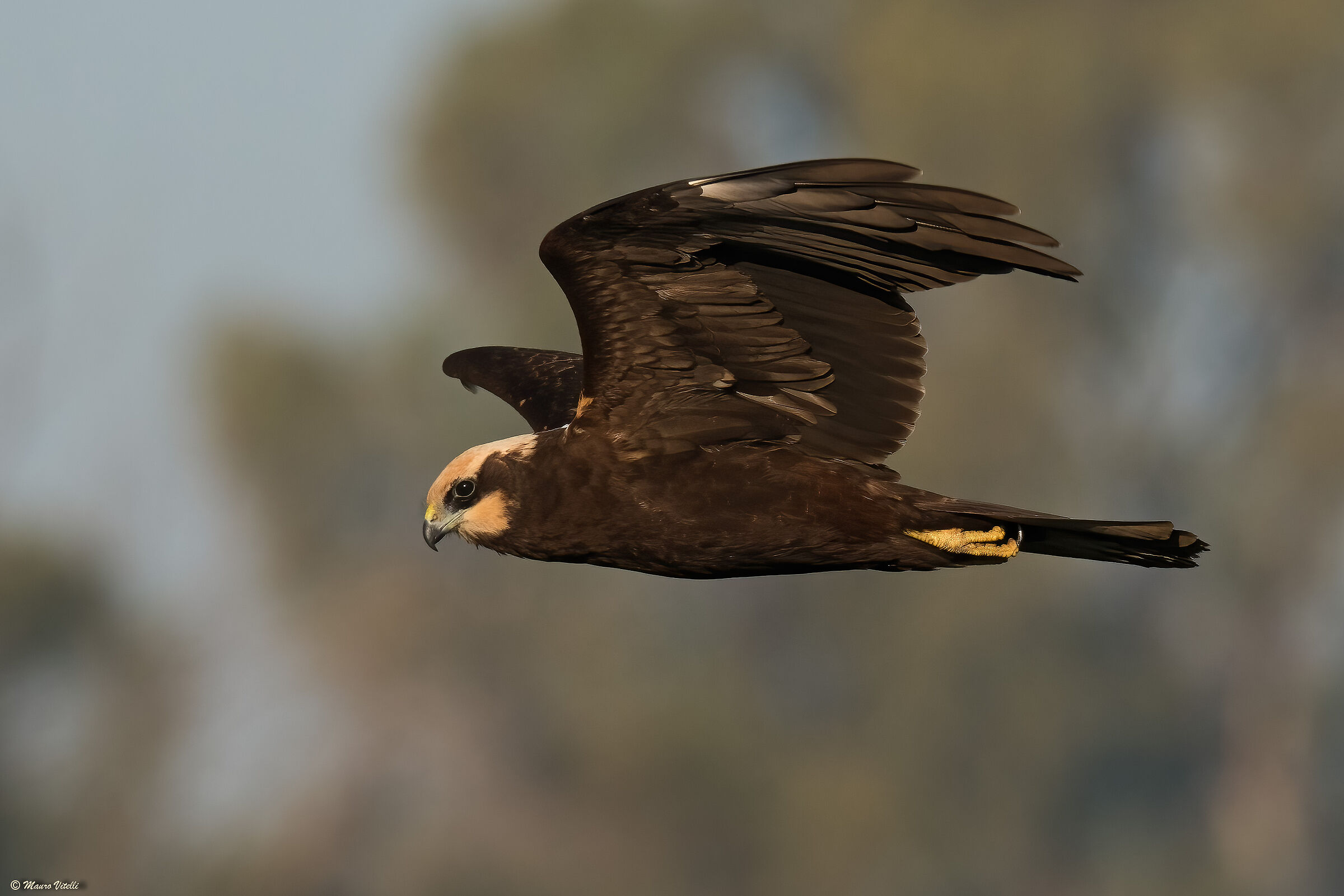 the gaze of the Marsh Falcon