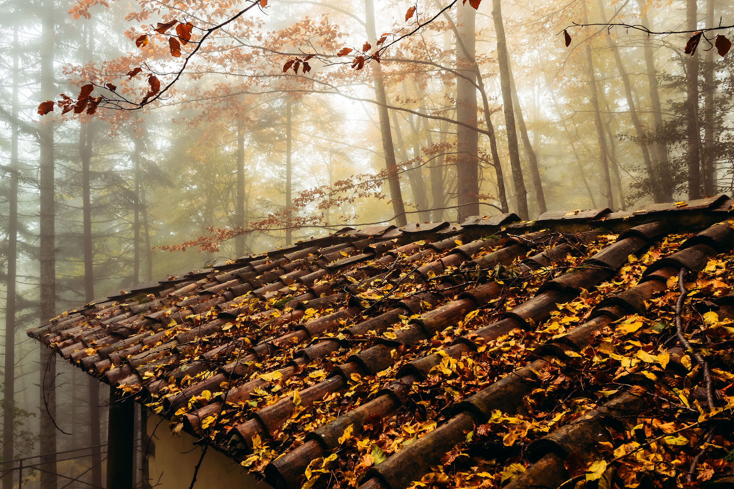 Desire for Autumn