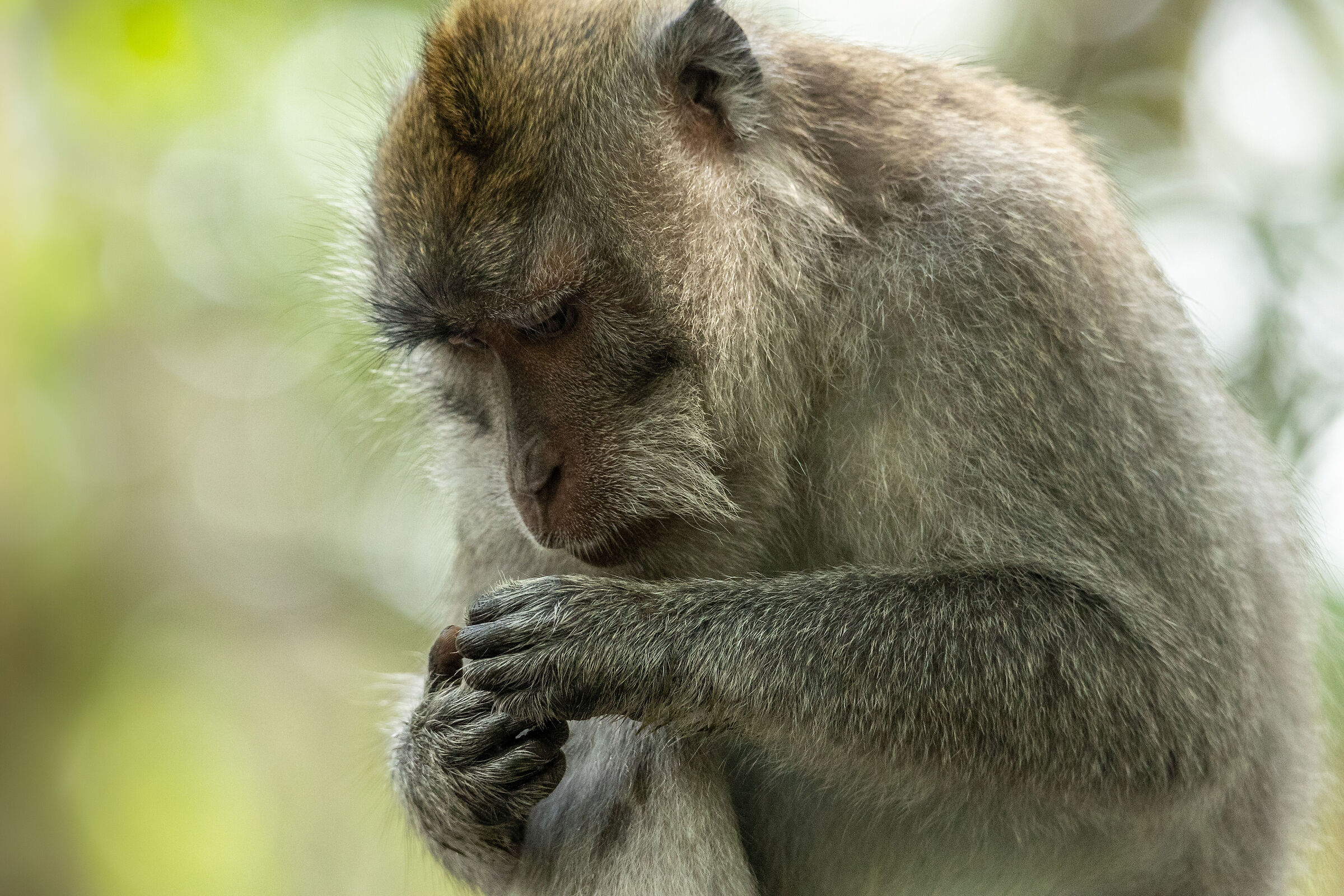 Ubud Monkey Forest (Bali)