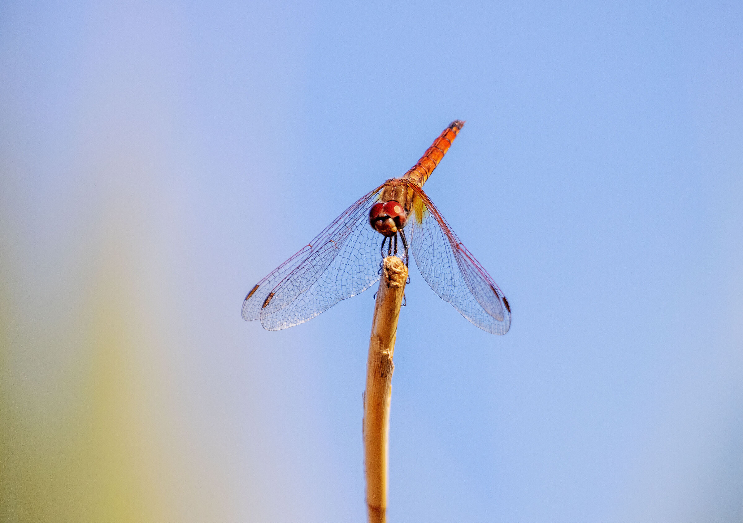 libellula