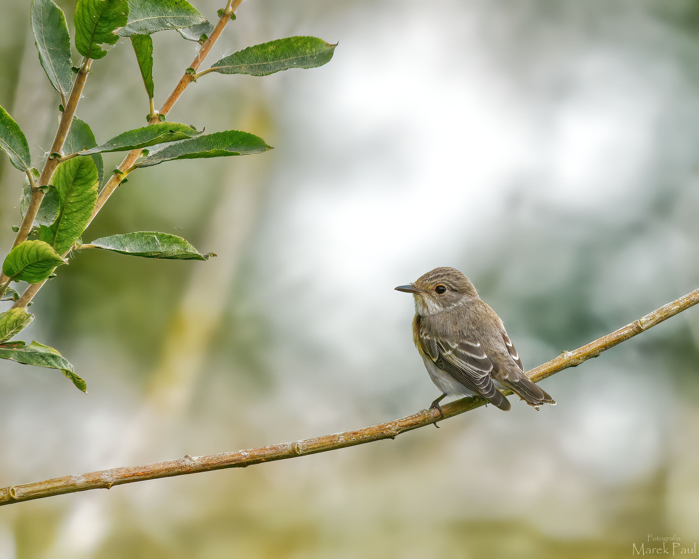 Spotted flycatcher