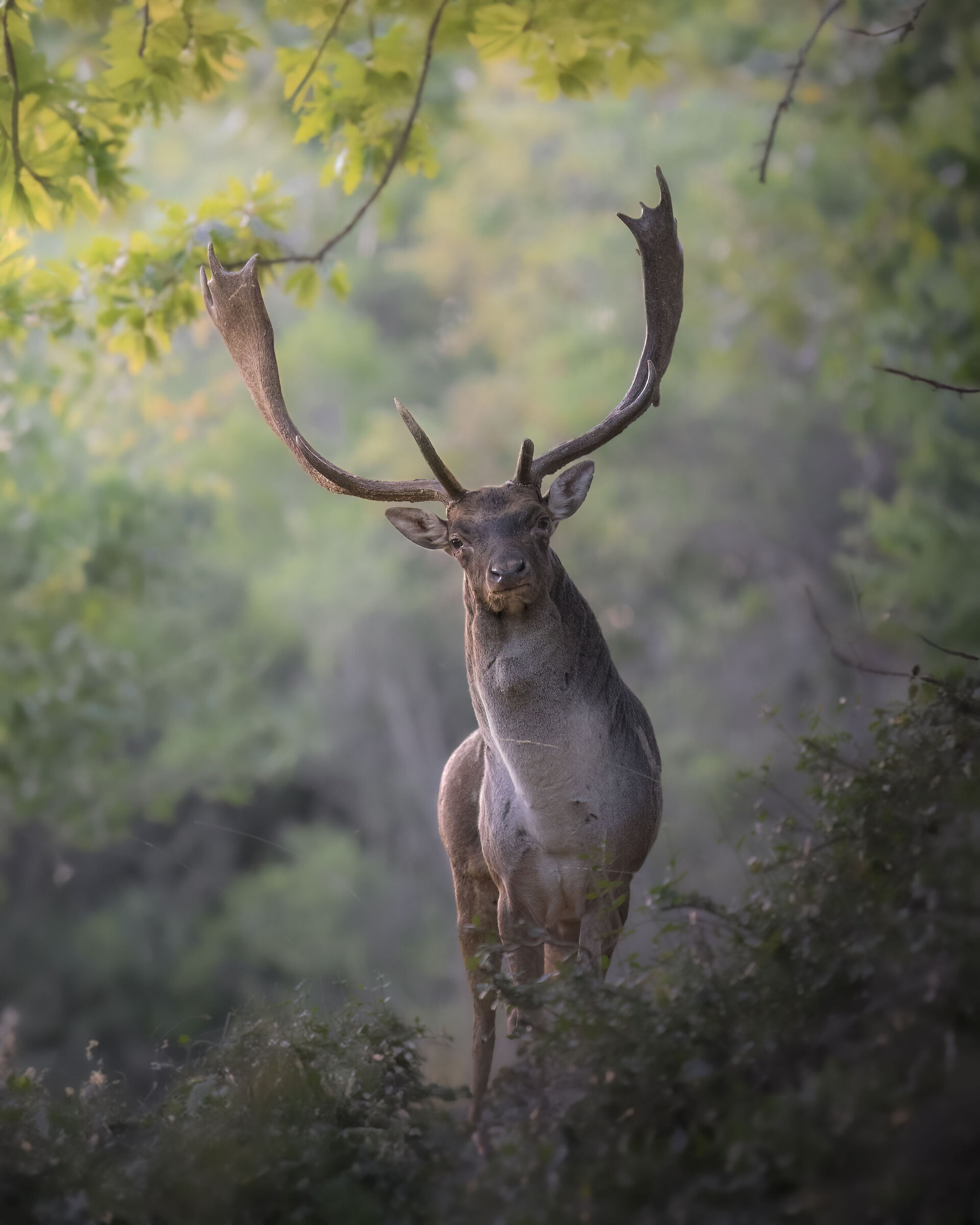 Fallow deer at sunset