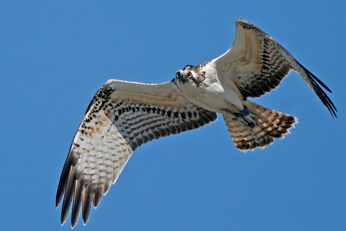 Falco pescatore sfortunato