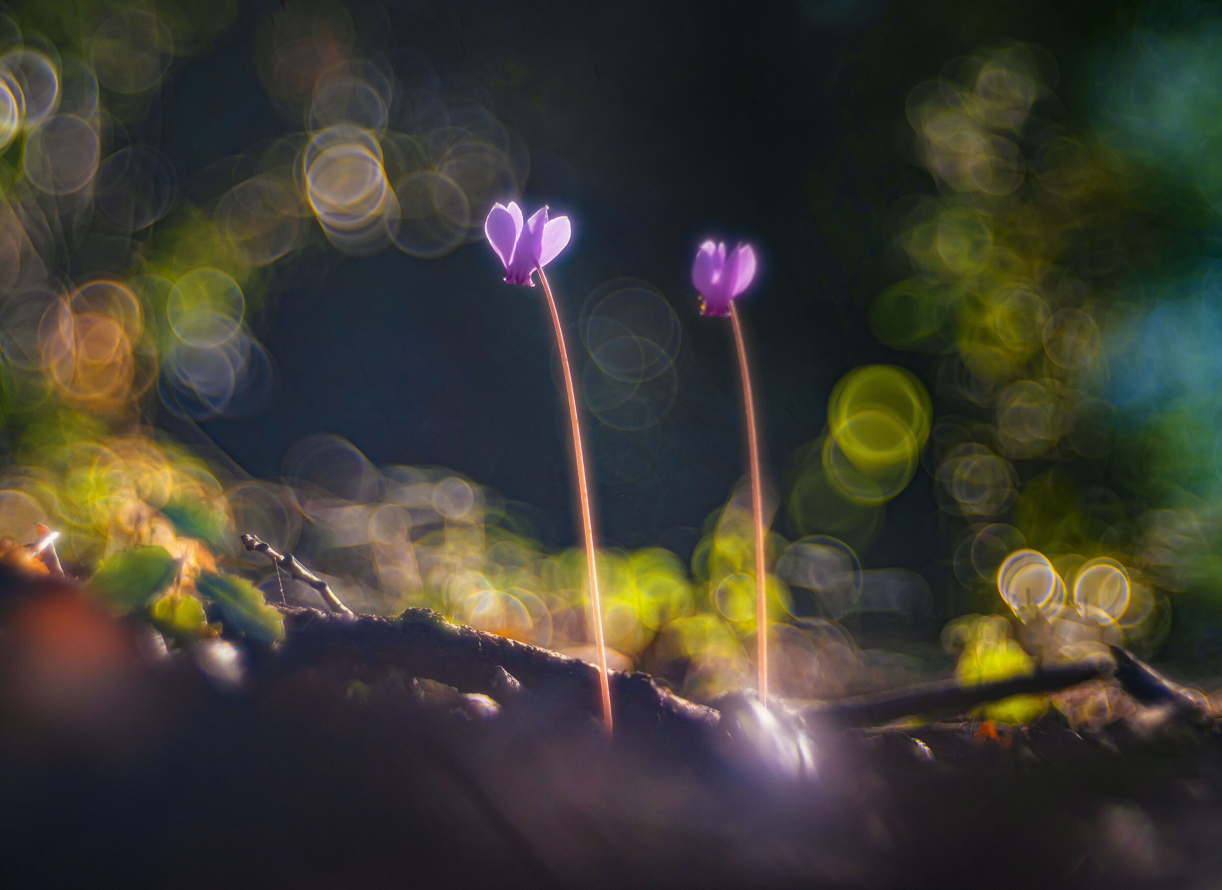 cyclamen