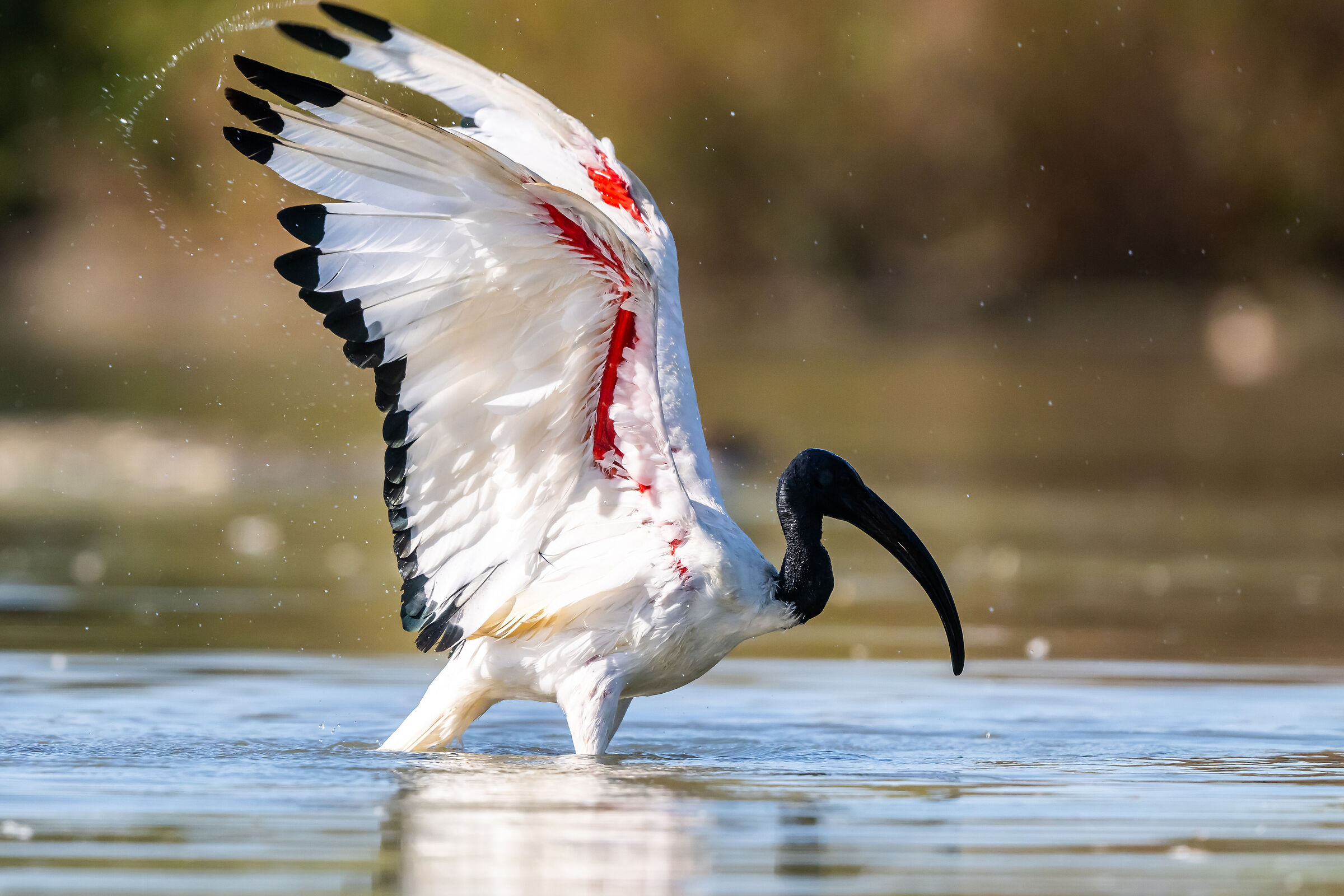 Sacred ibis