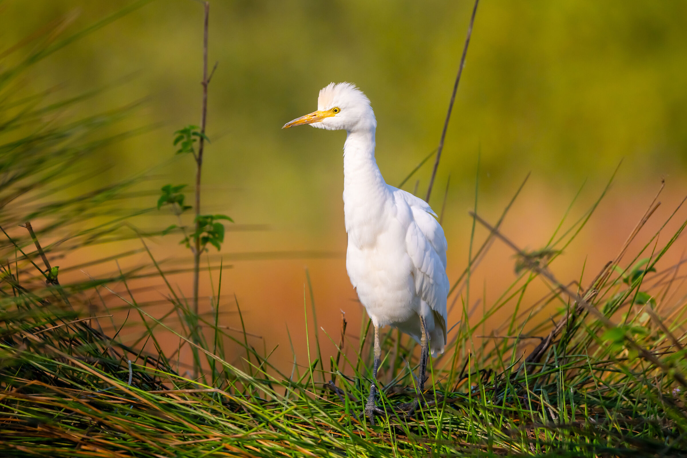 Cattle egret