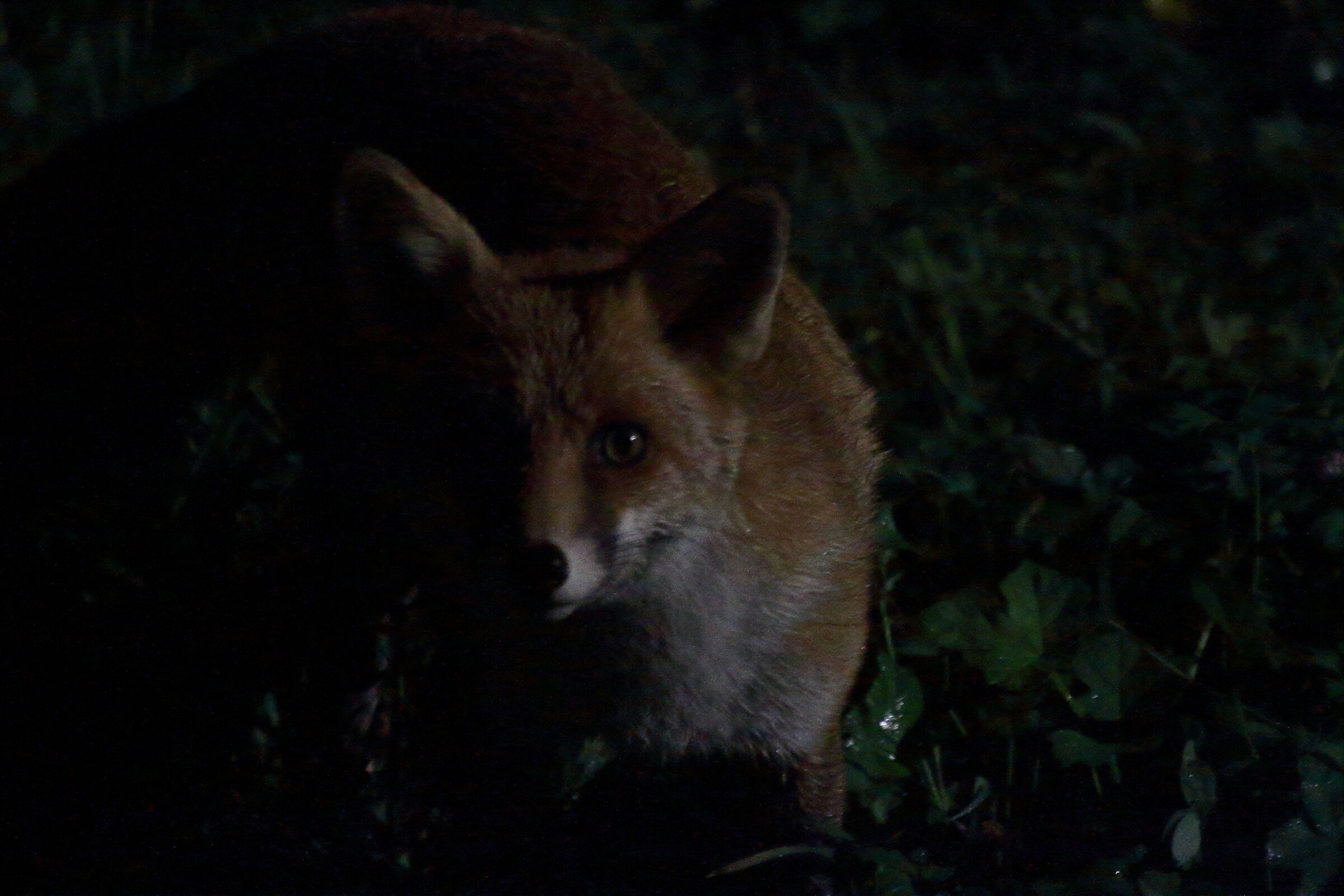 curious fox
