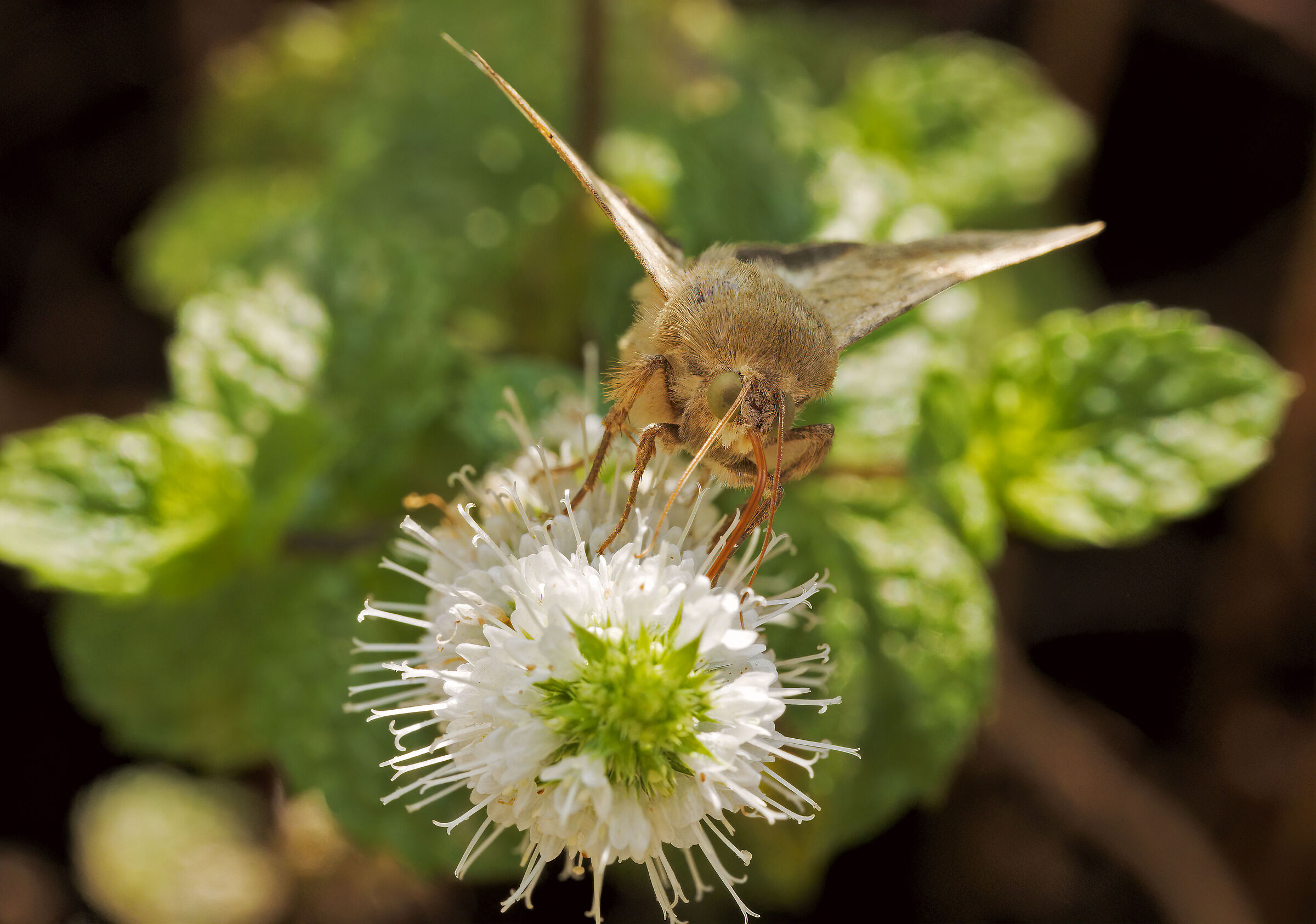 Nottua dei pomodori (secondi passi macro...)