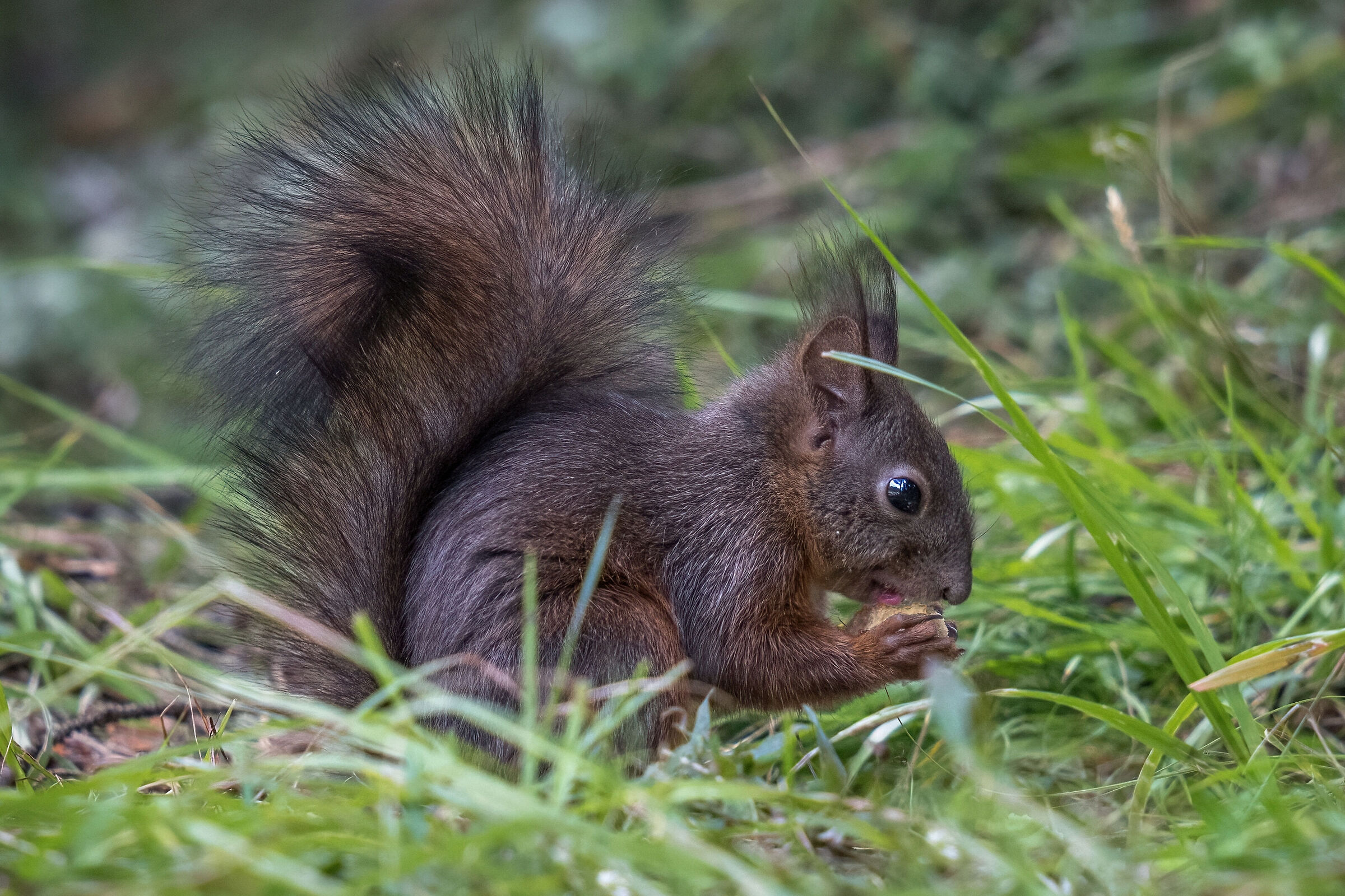 Rosicchiando in santa pace....