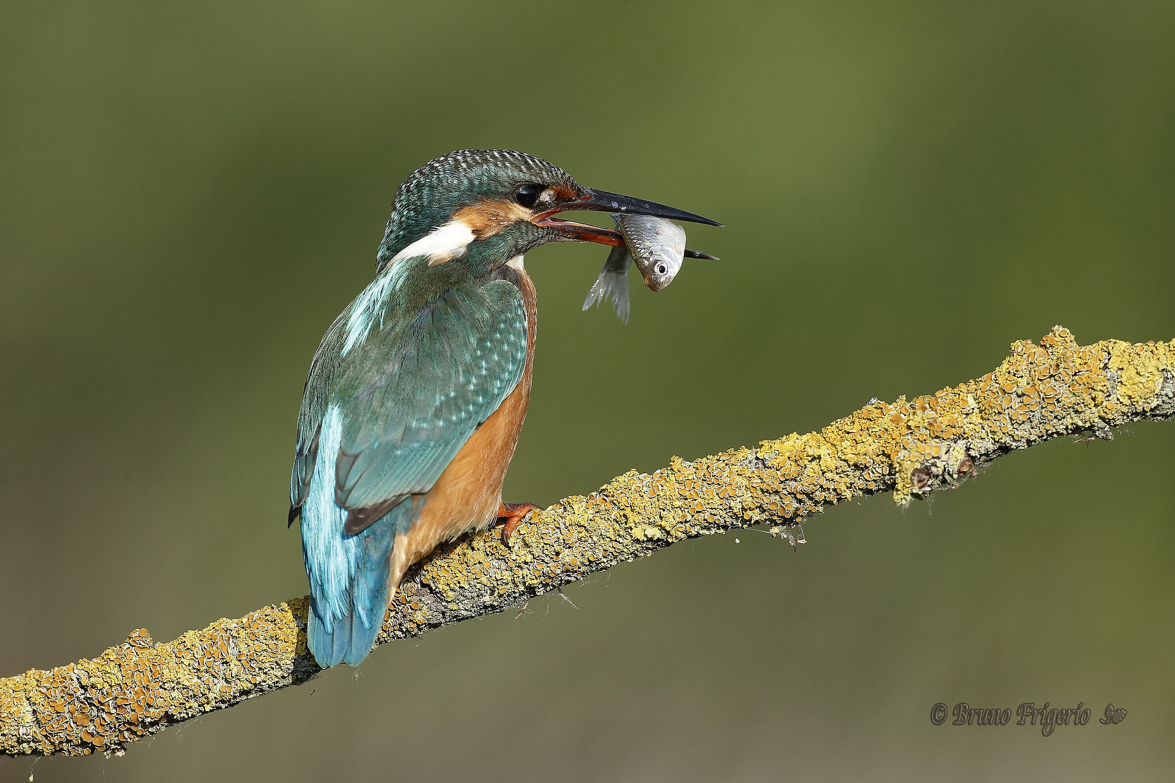 kingfisher