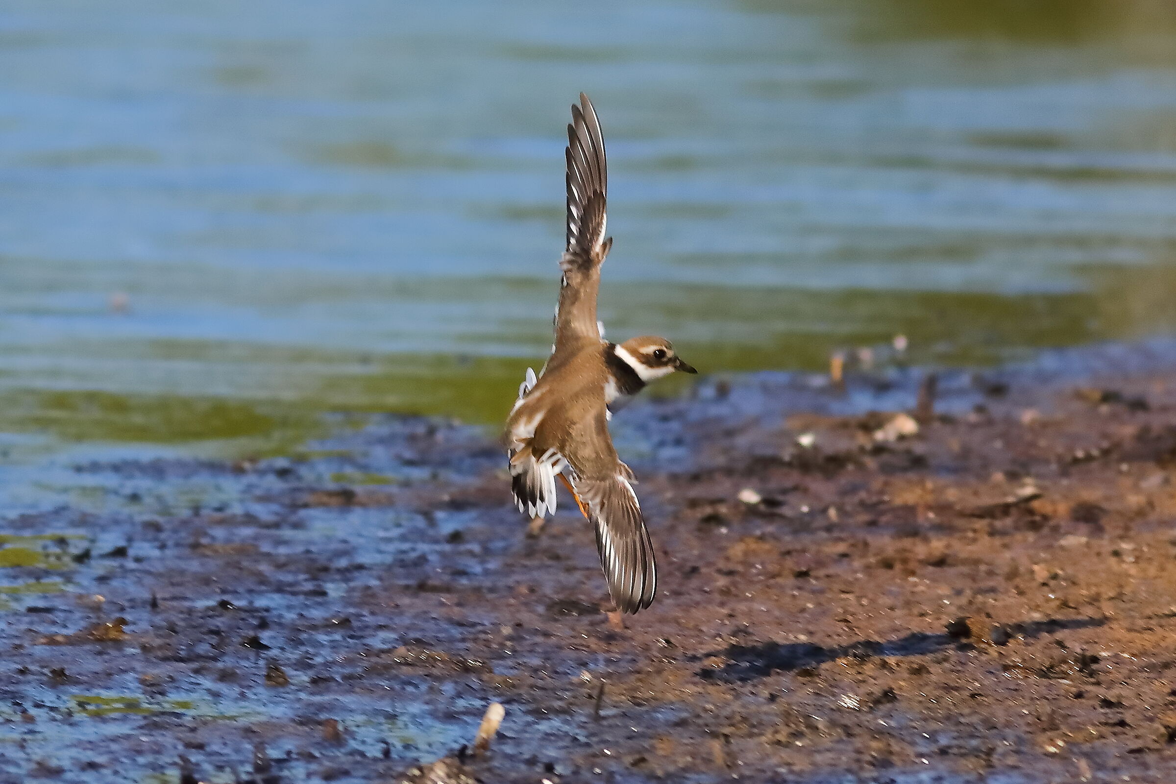 Corriere piccolo 10-09-2023