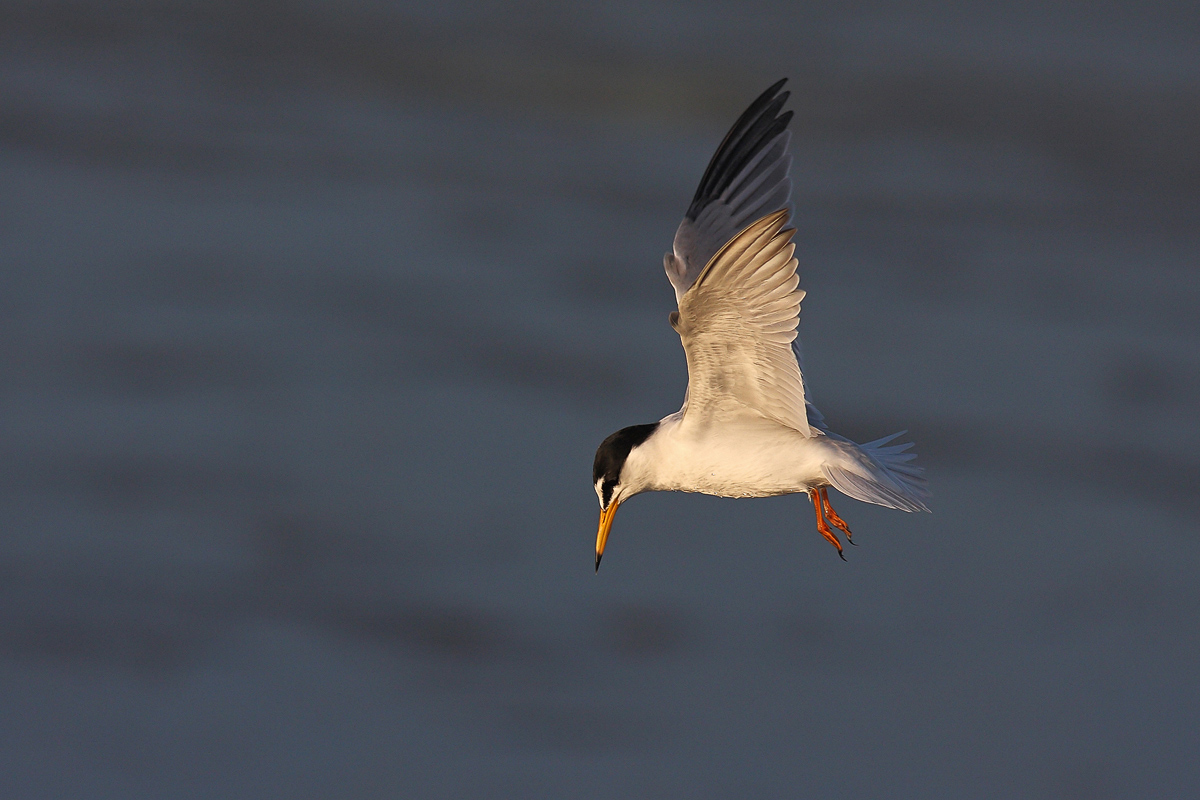 Fraticello in Spirito Santo