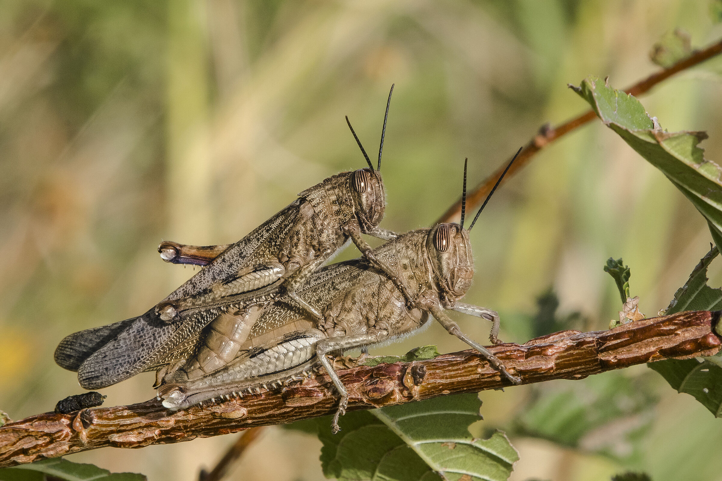 Locusta egiziana -Anacridium aegyptium (Linnaeus, 1764)