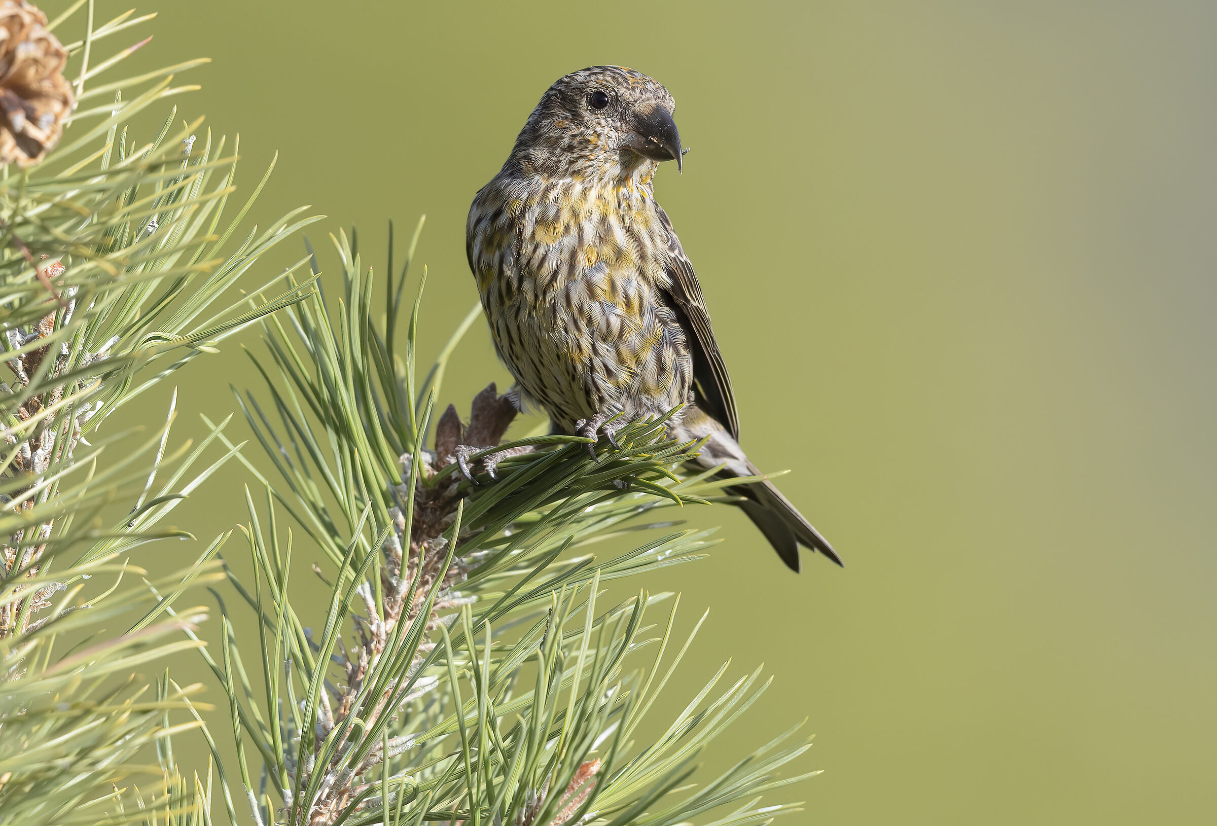 crociere a pois gialli