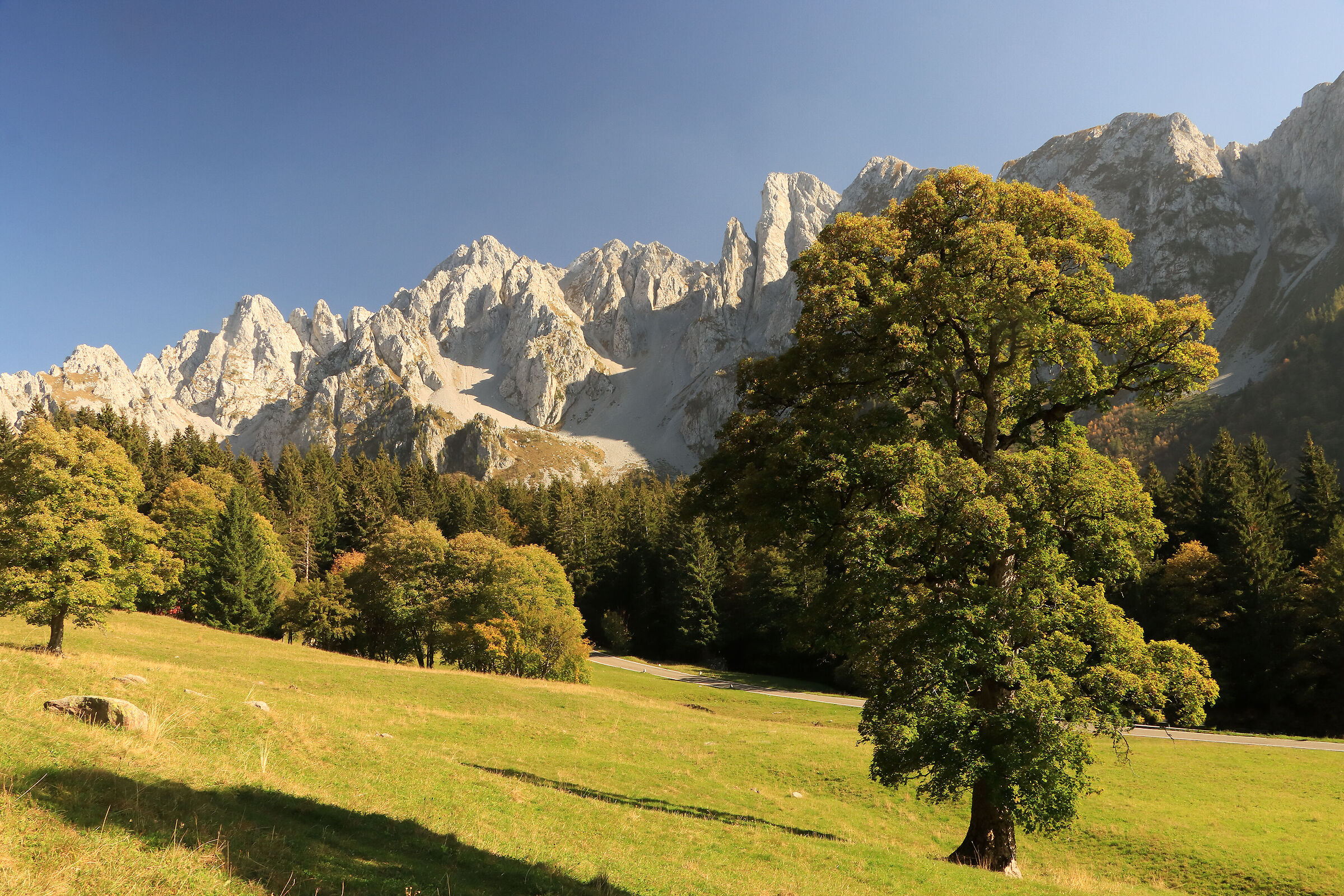 the maples of Campelli