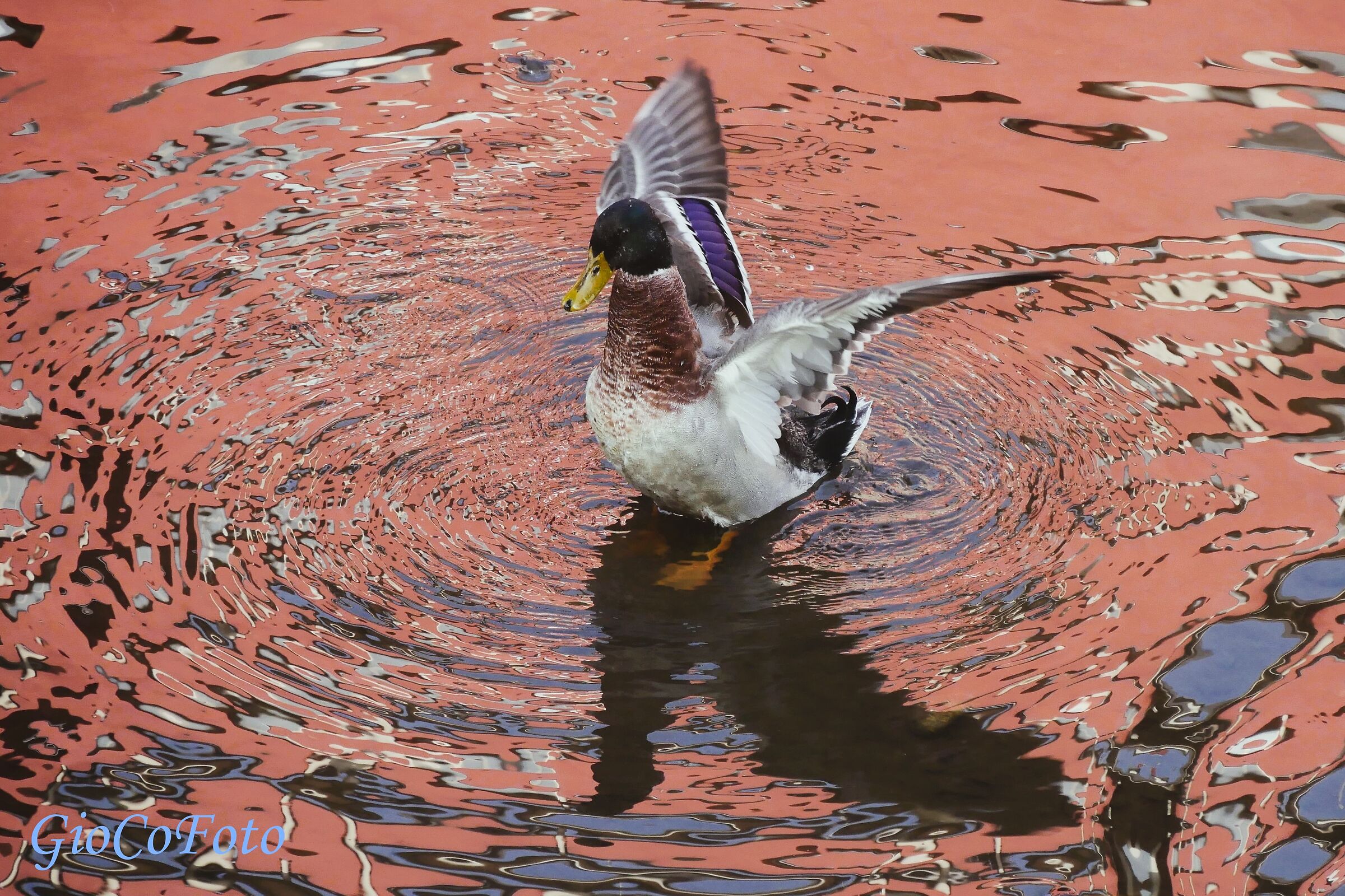 La regina dello stagno