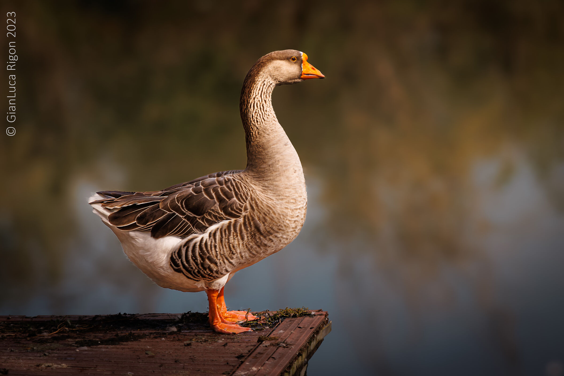 L'oca selvatica - anser anser