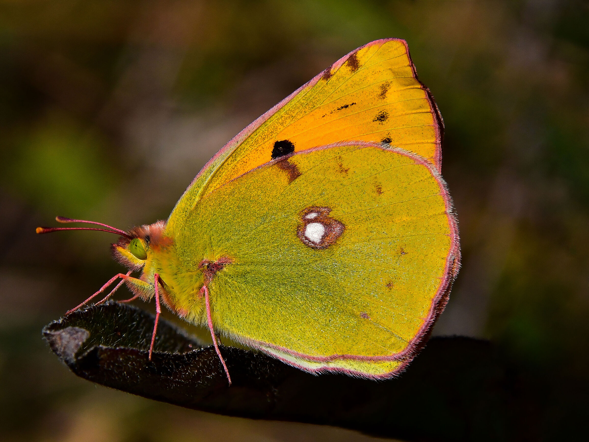 Colias croceus