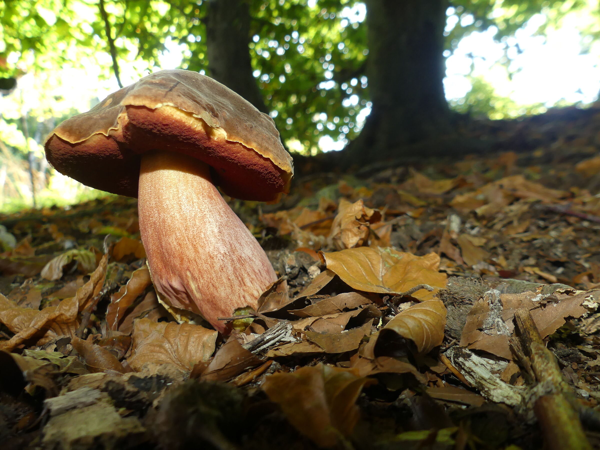 Boletus Luridus