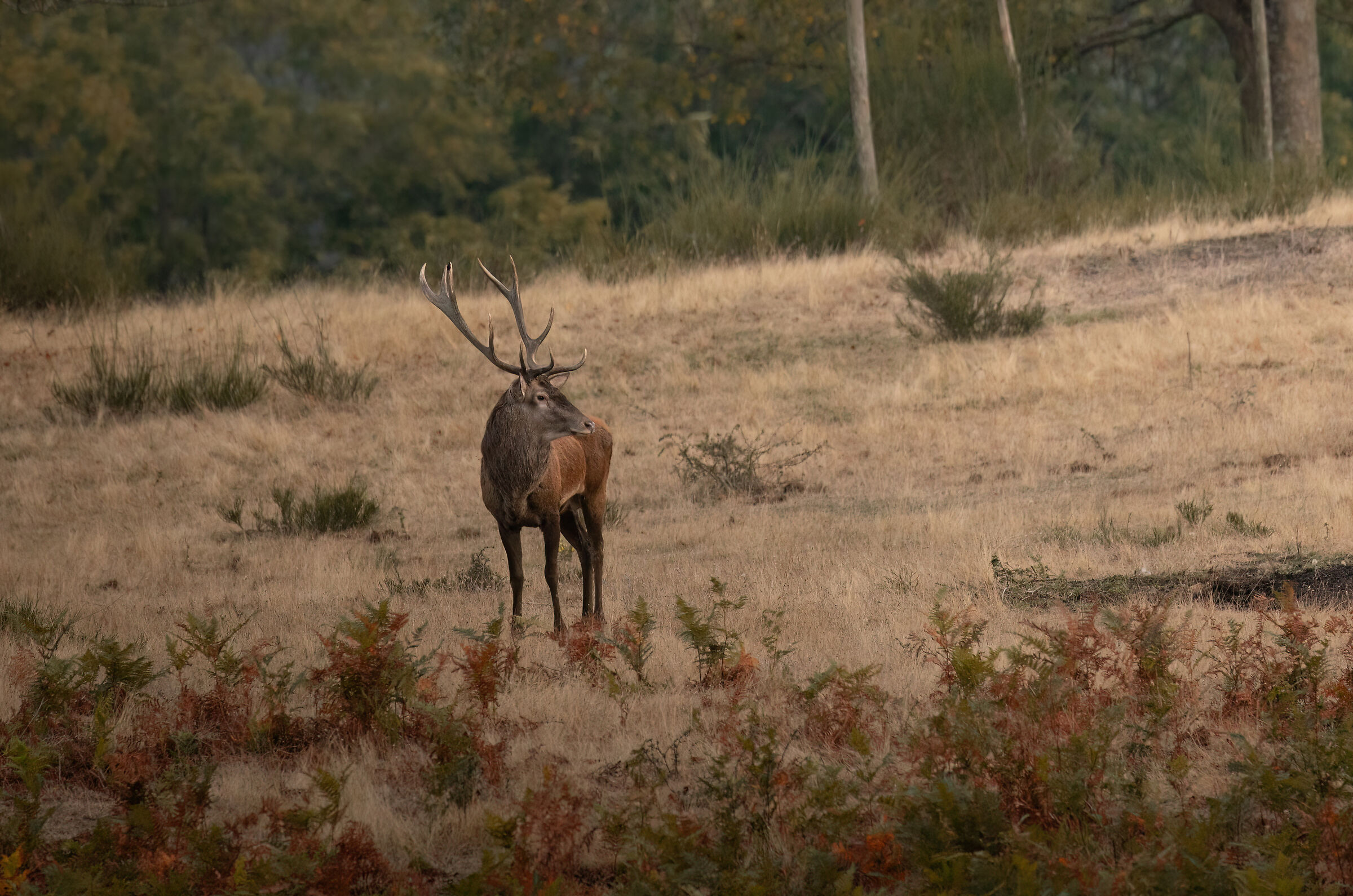 The King of Autumn
