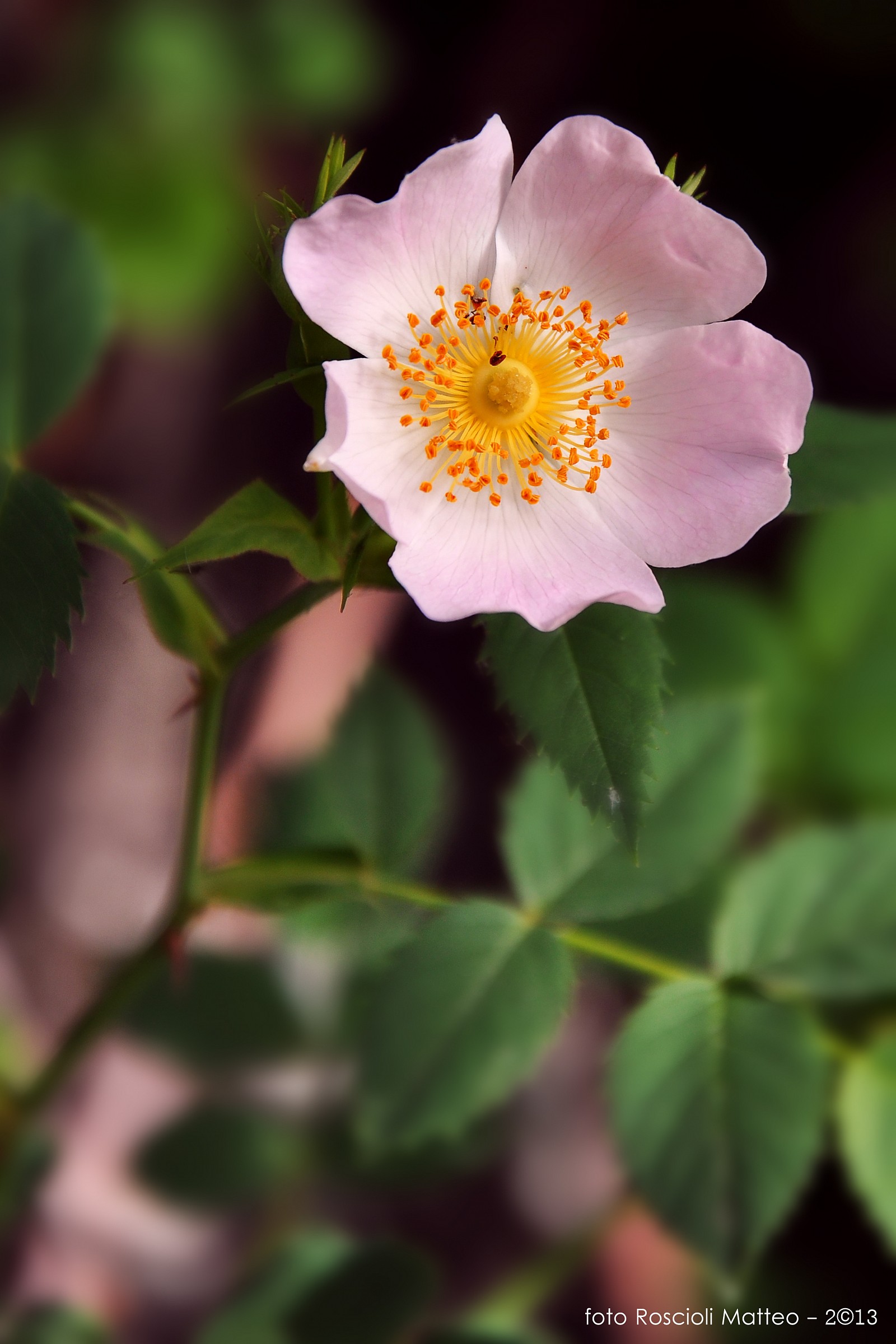 Rosa Canina