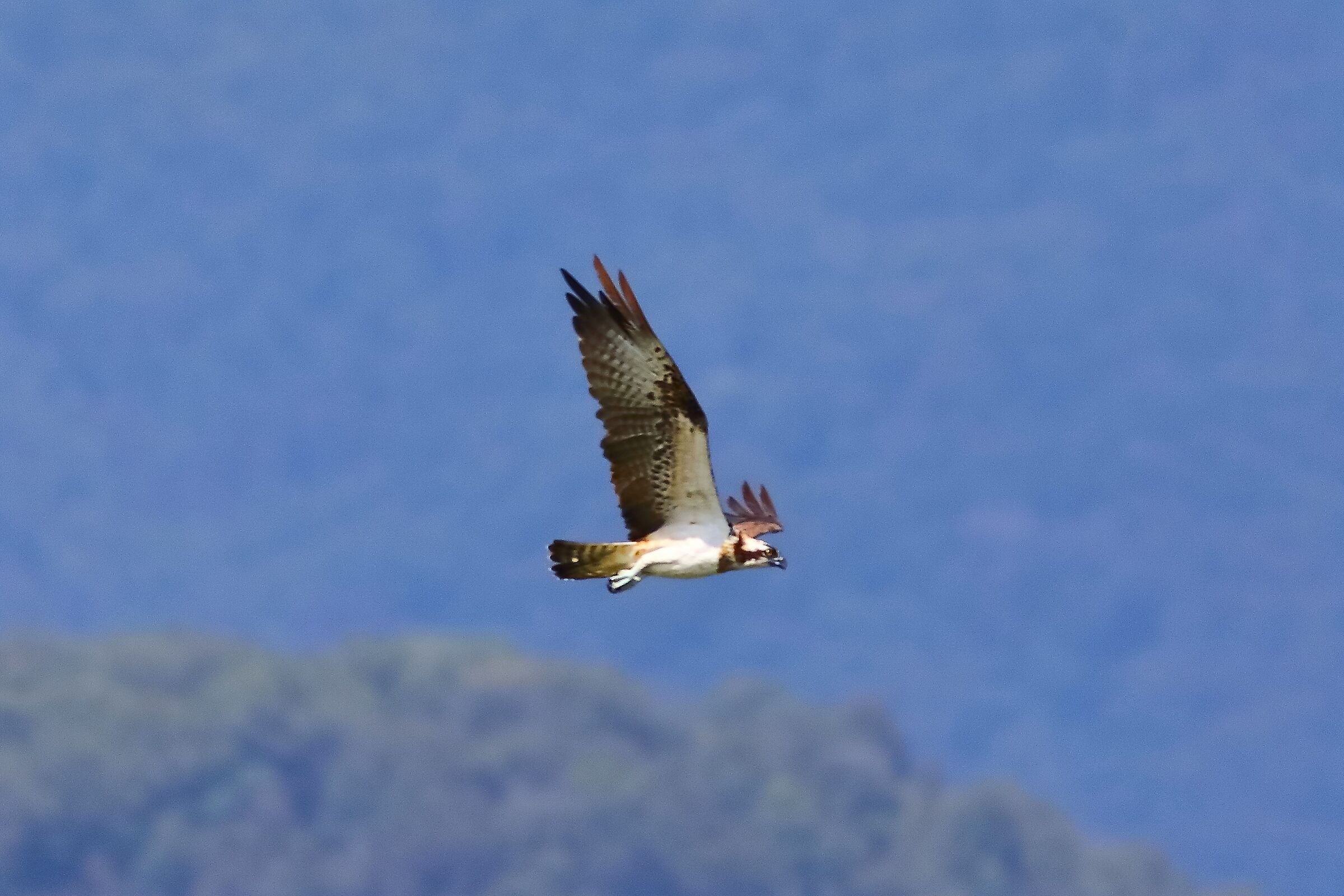 Falco pescatore 01-09-2023 -371